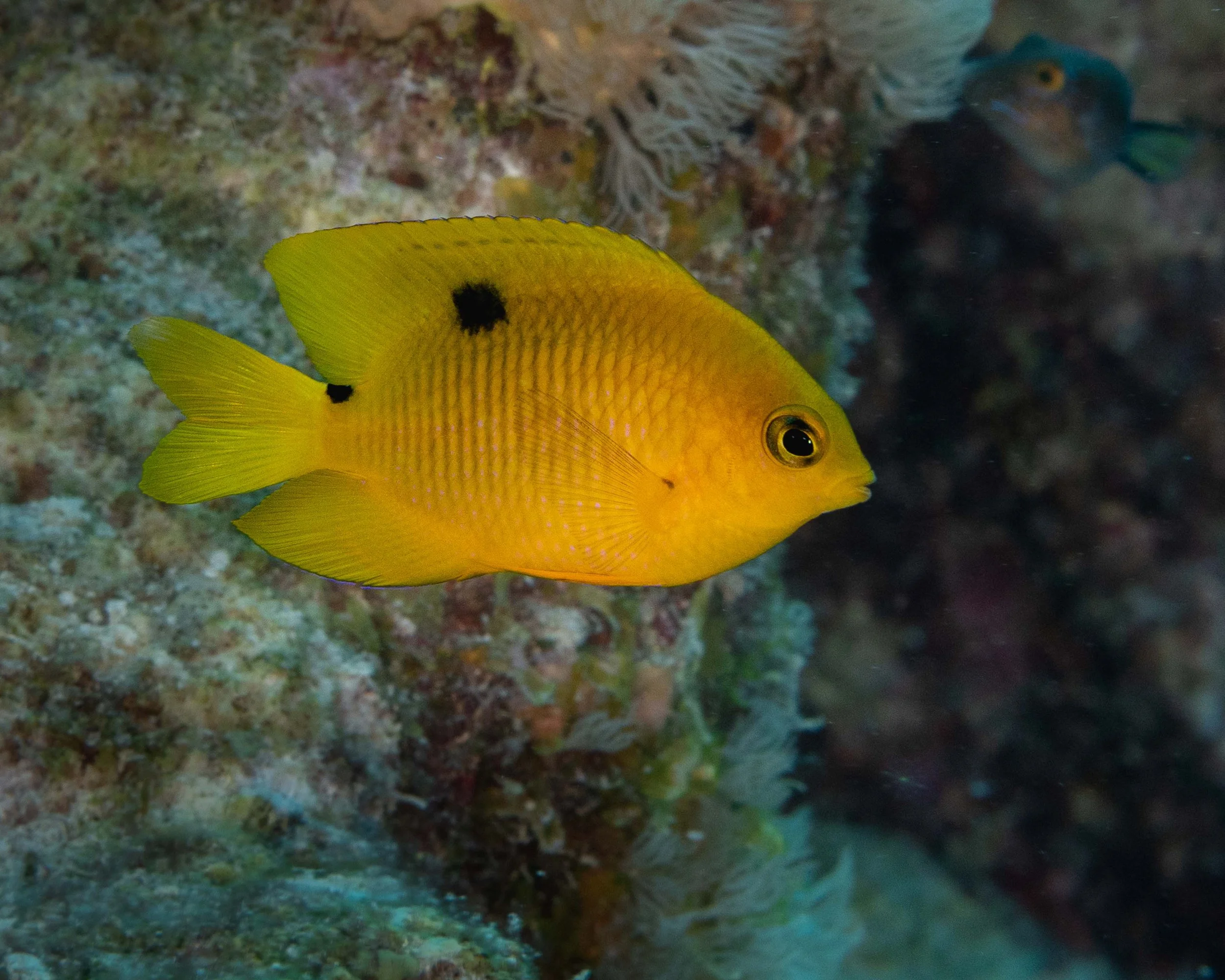 Juvenile Two-spot Damselfish