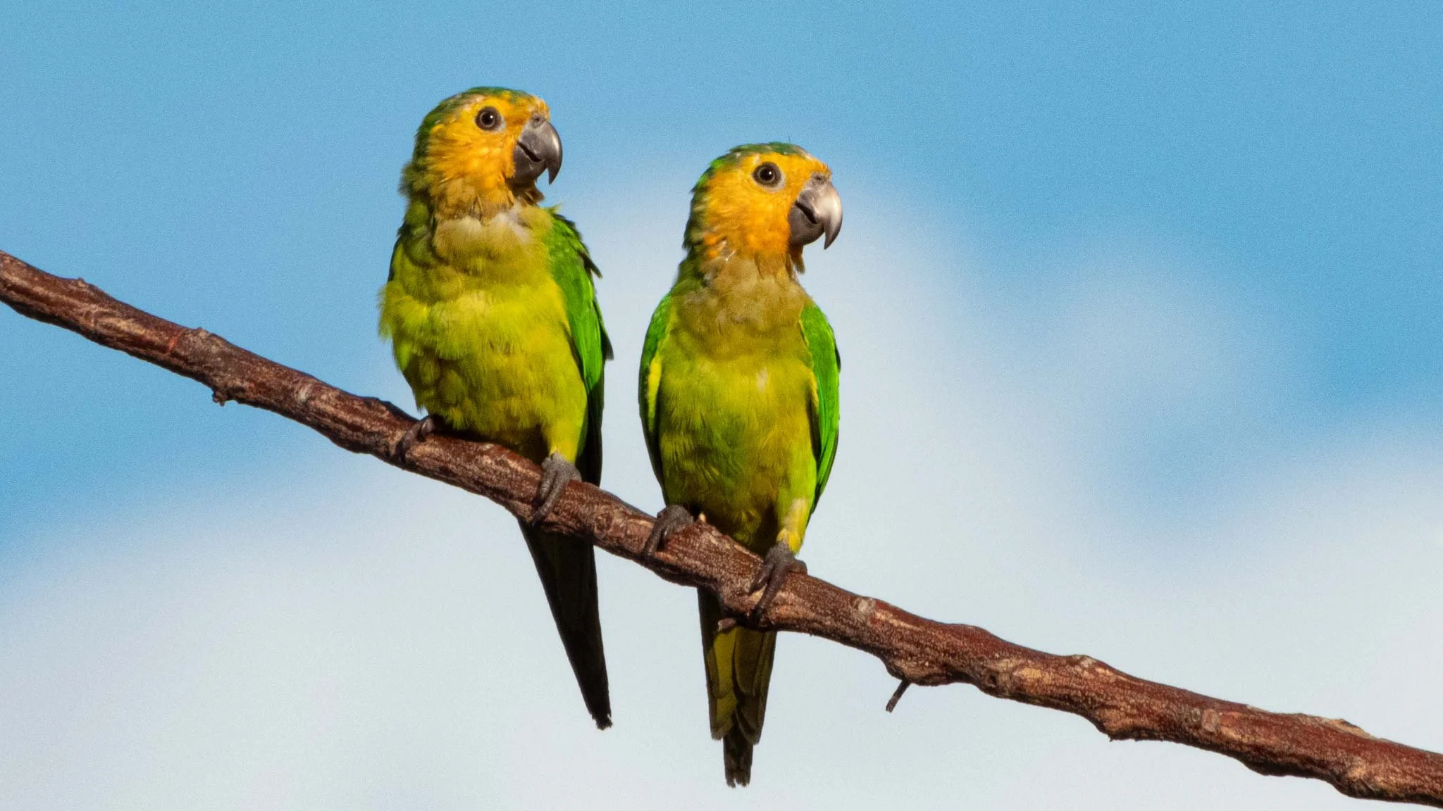 Brown-throated Parakeet, Bonaire