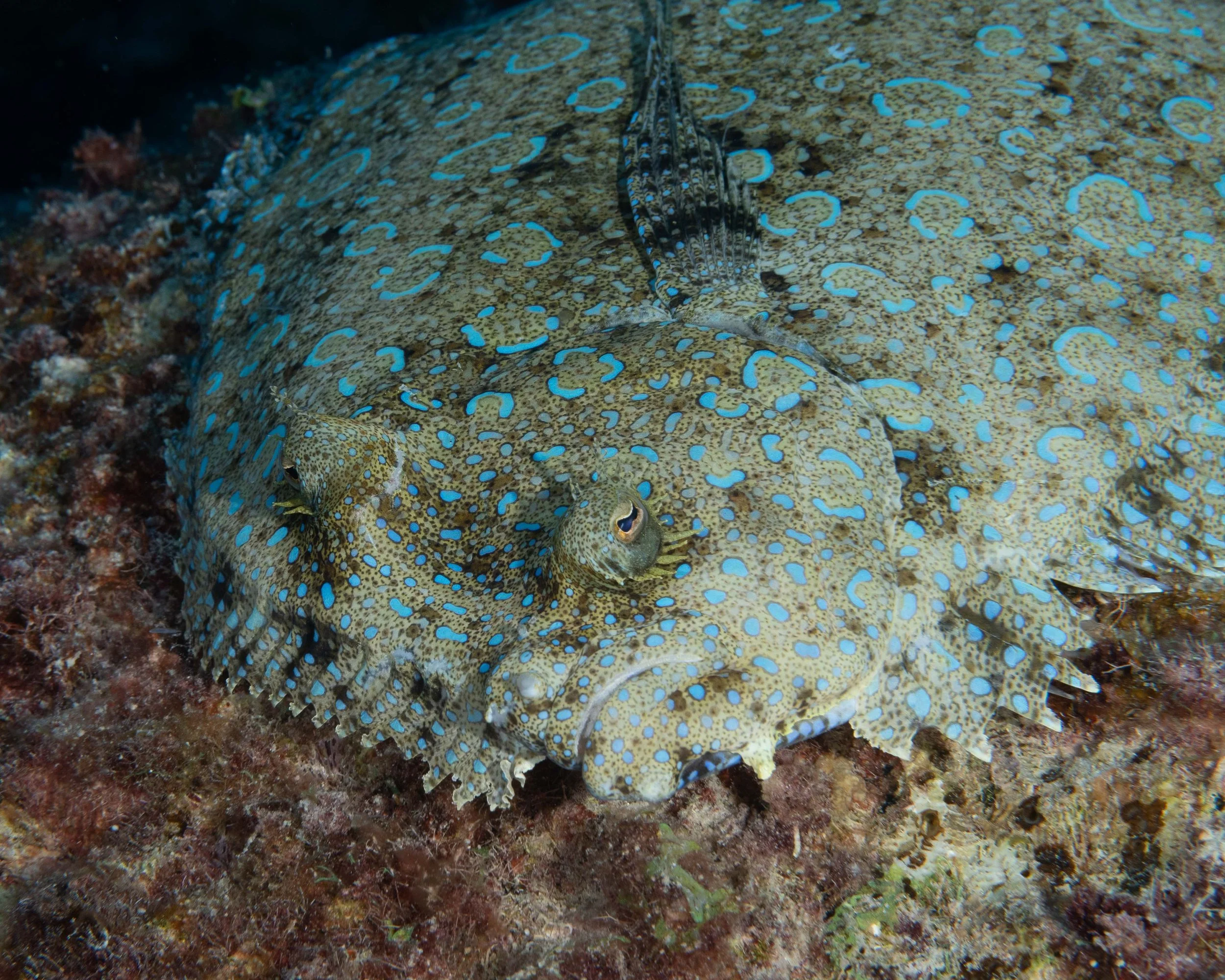 Peacock Flounder - 10" ish