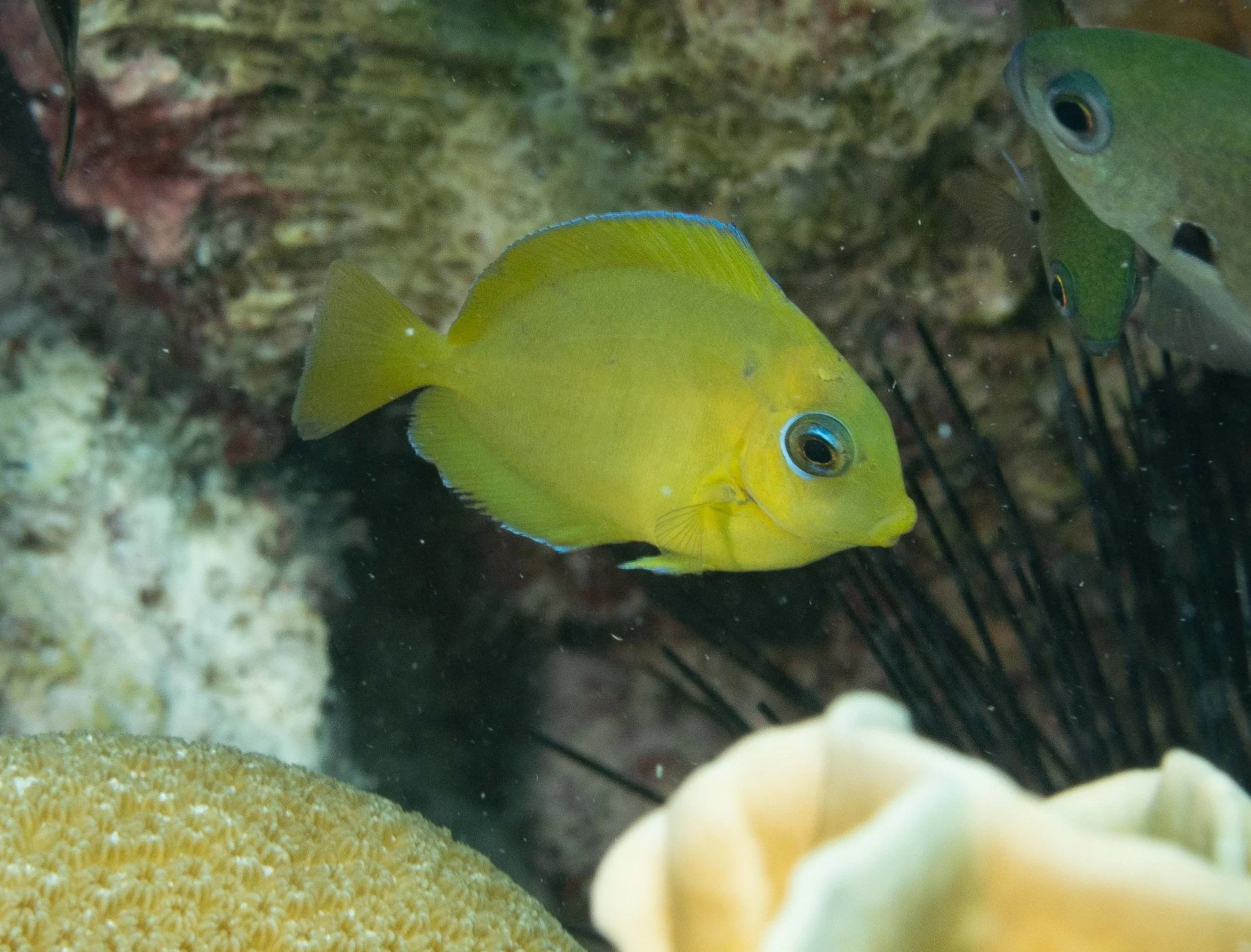 Juvenile Blue Tang