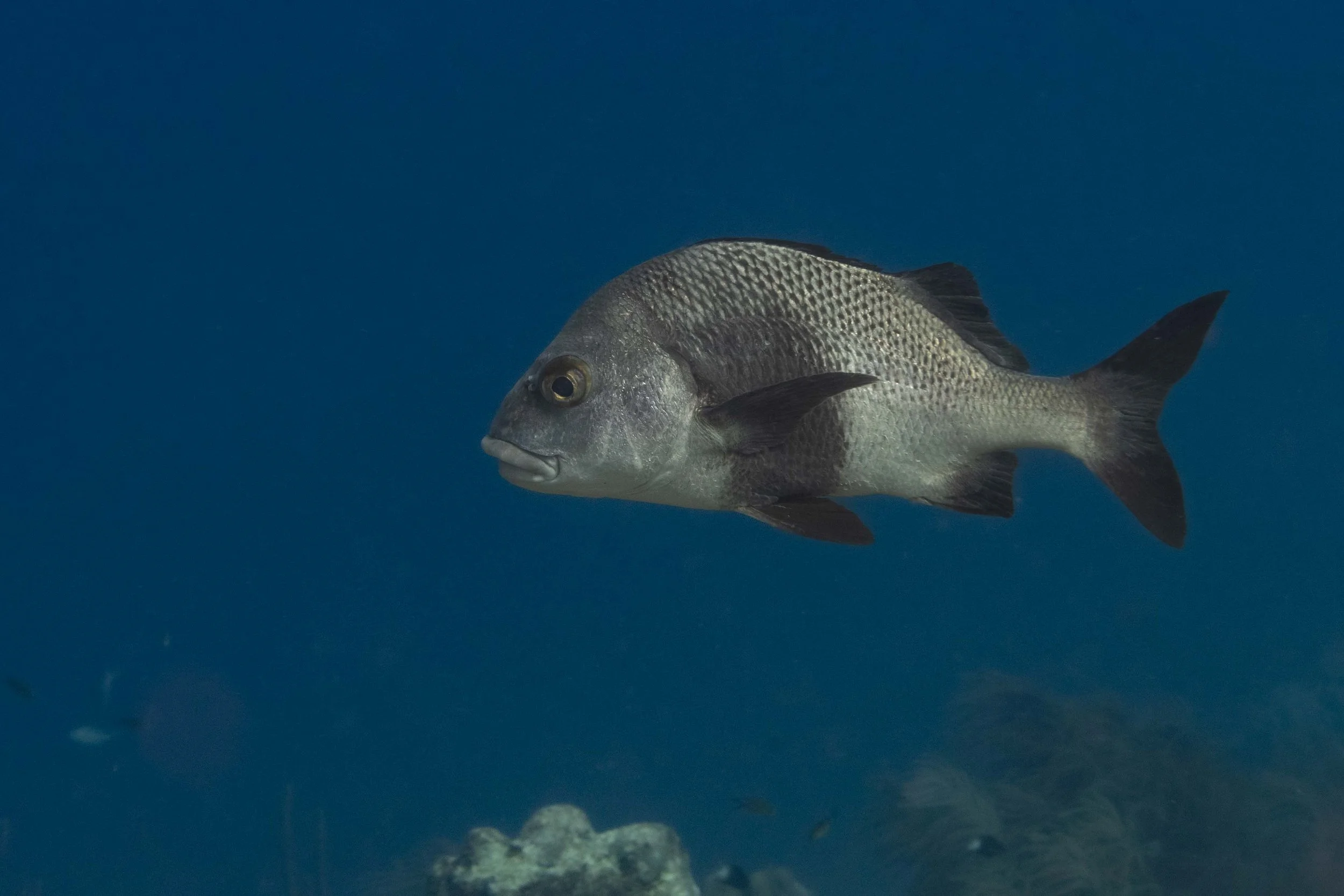 Black Margate - about 12"