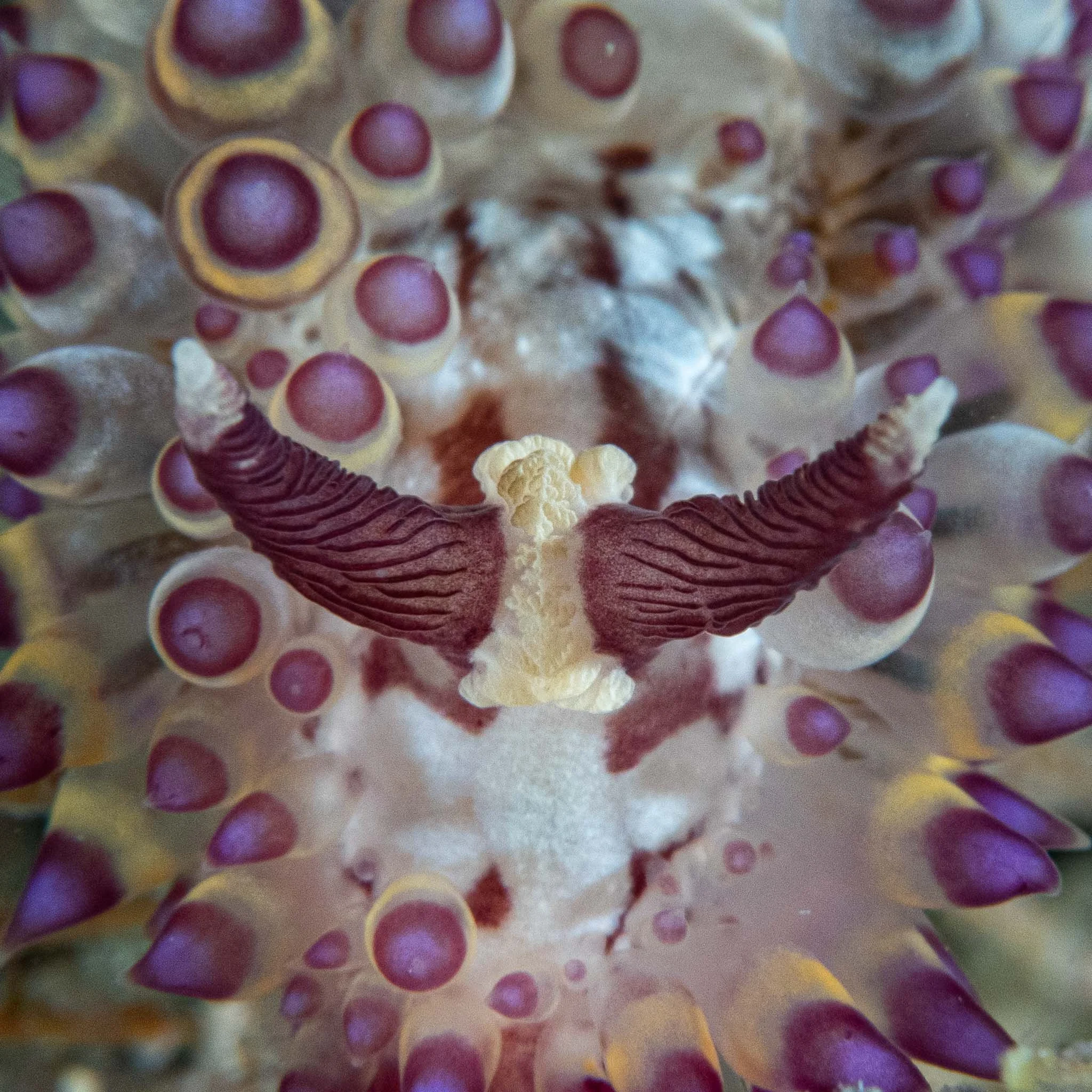 Thirteen nudibranch species . . .