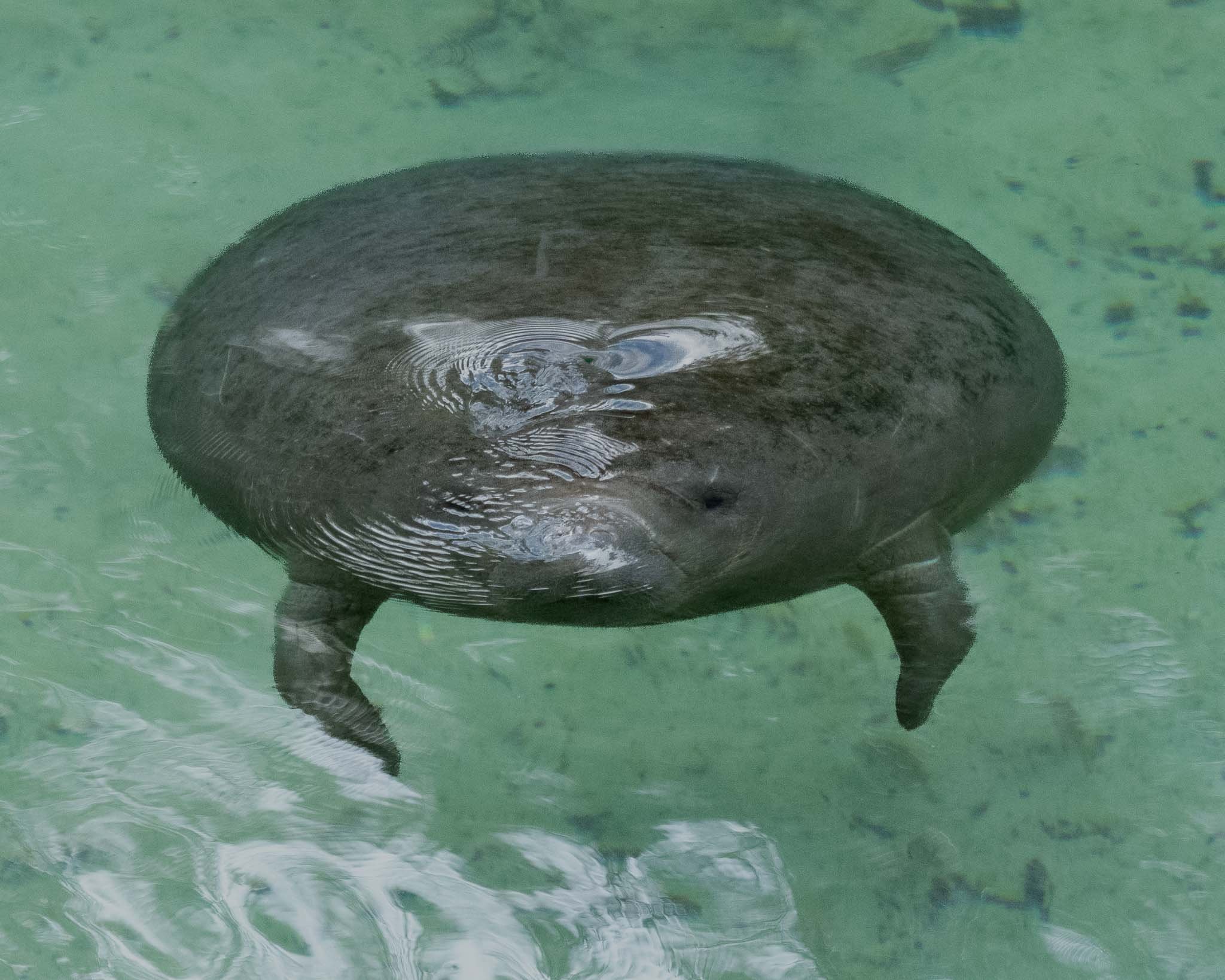 100 million gallons!