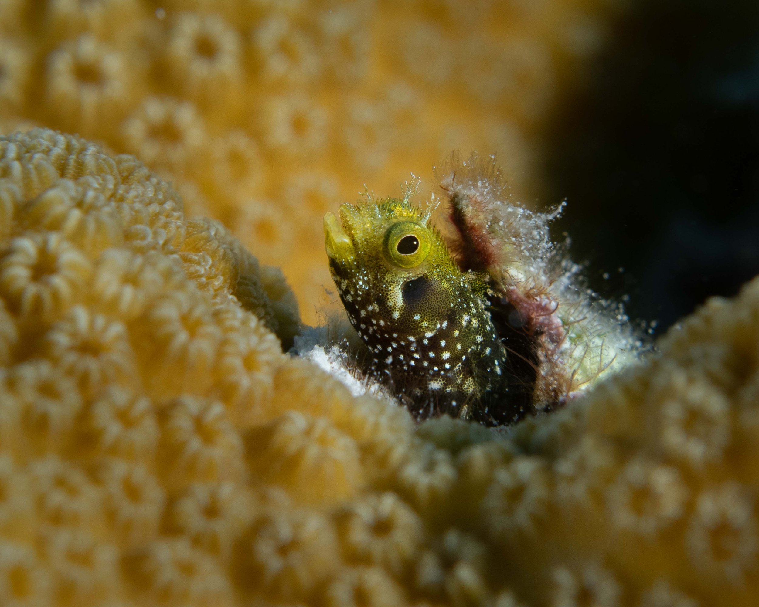 Spinyhead Blenny - 1" ish