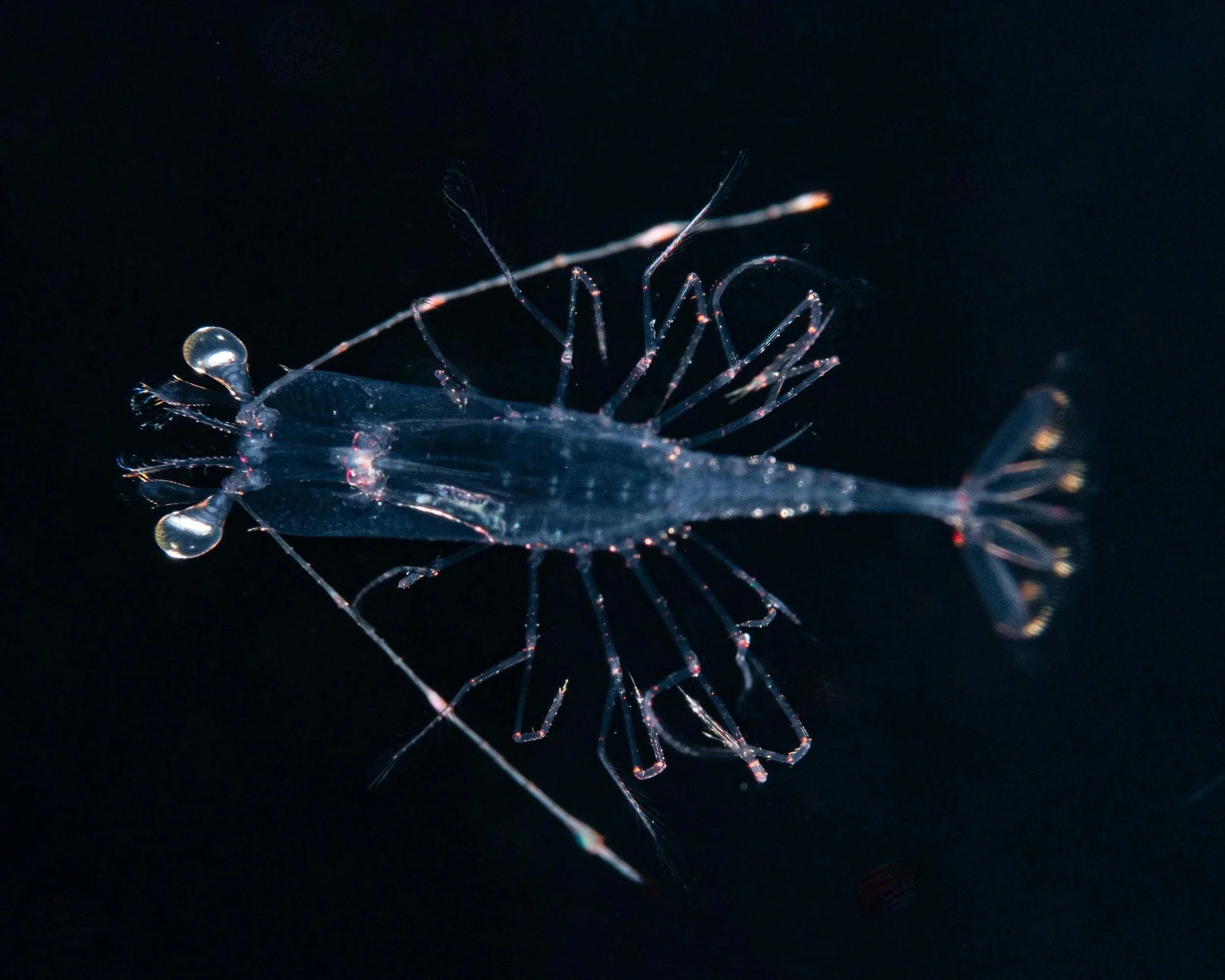 Caridean Planktonic Shrimp (Amphionides reynaudii), black water diving off Palm Beach FL