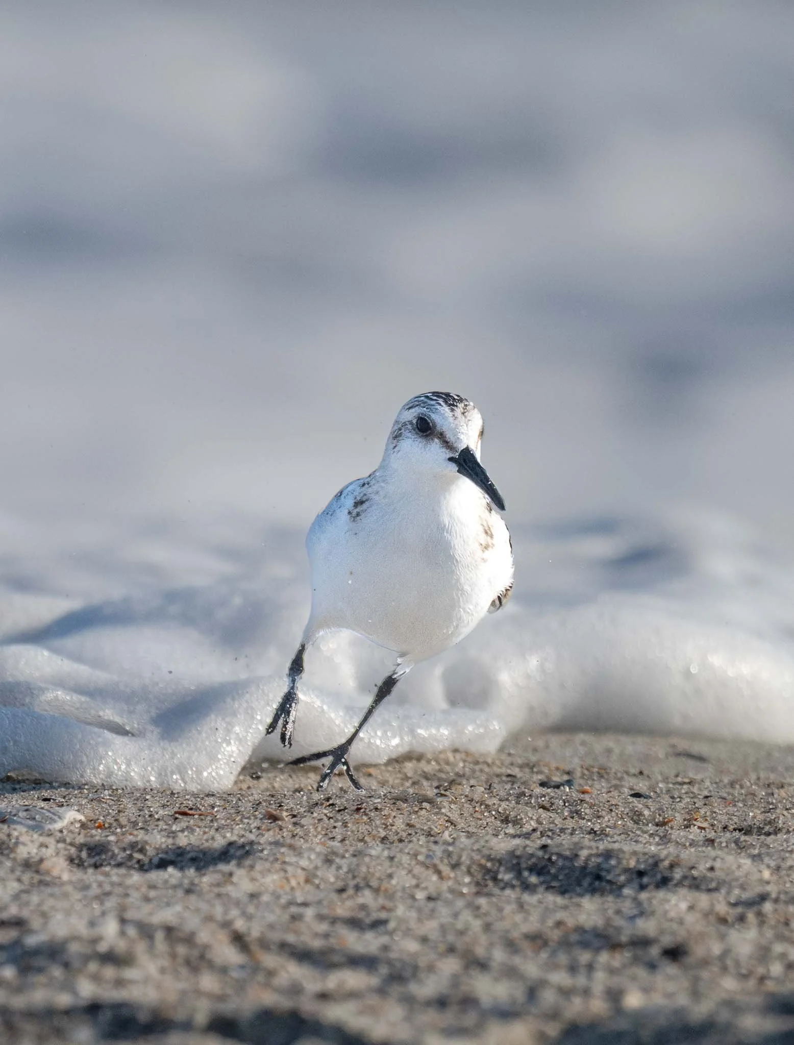 Sanderling (Calidris alba), Myrtle Beach SP