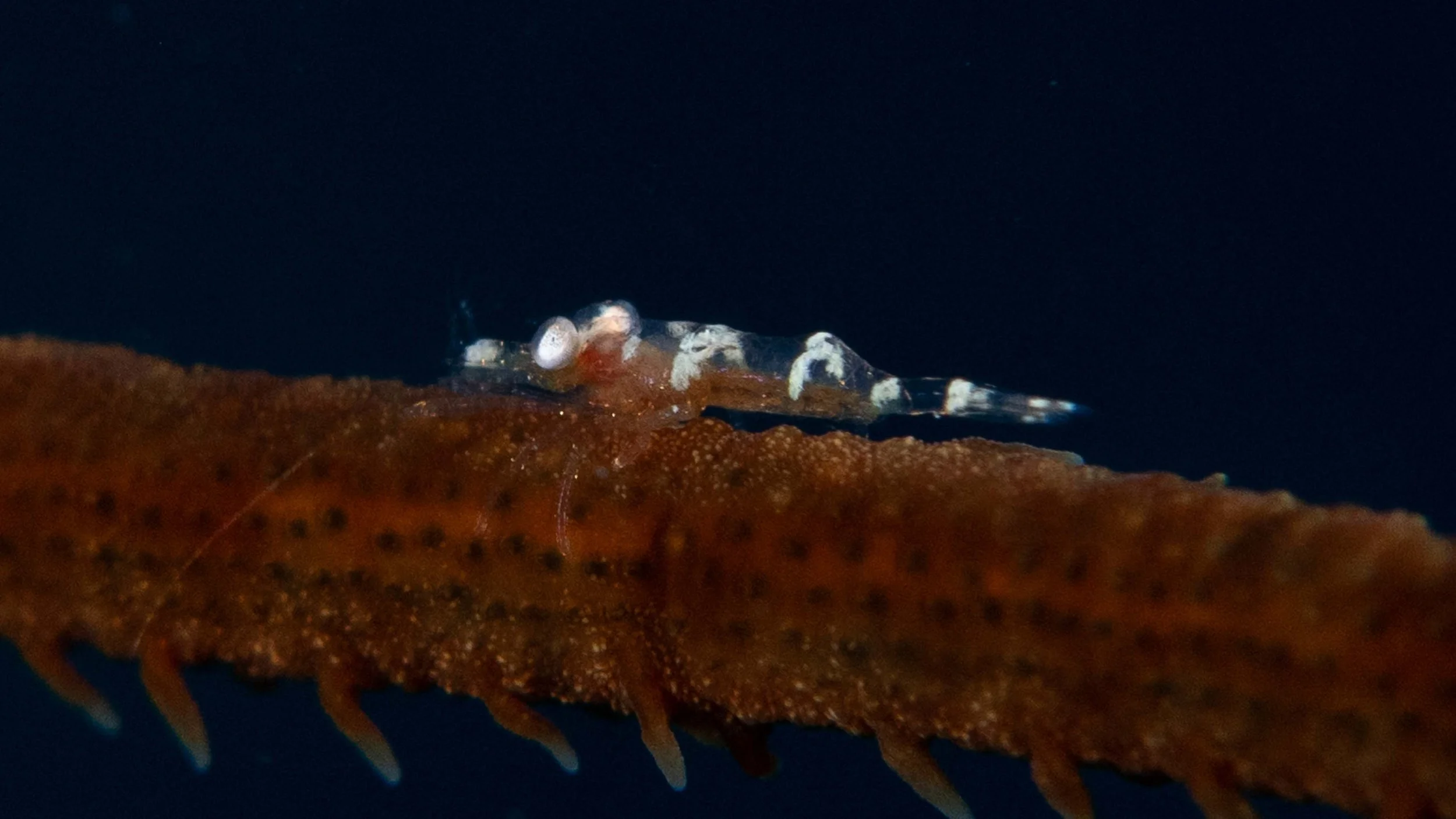 Wire Coral Shrimp - Cryptic Teardrop Crab - about 1/2" or less