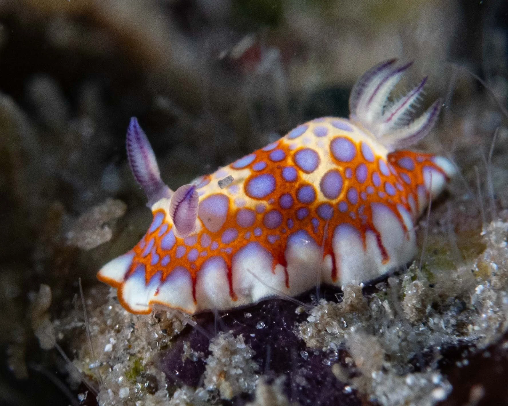 Felimida binza closeup.