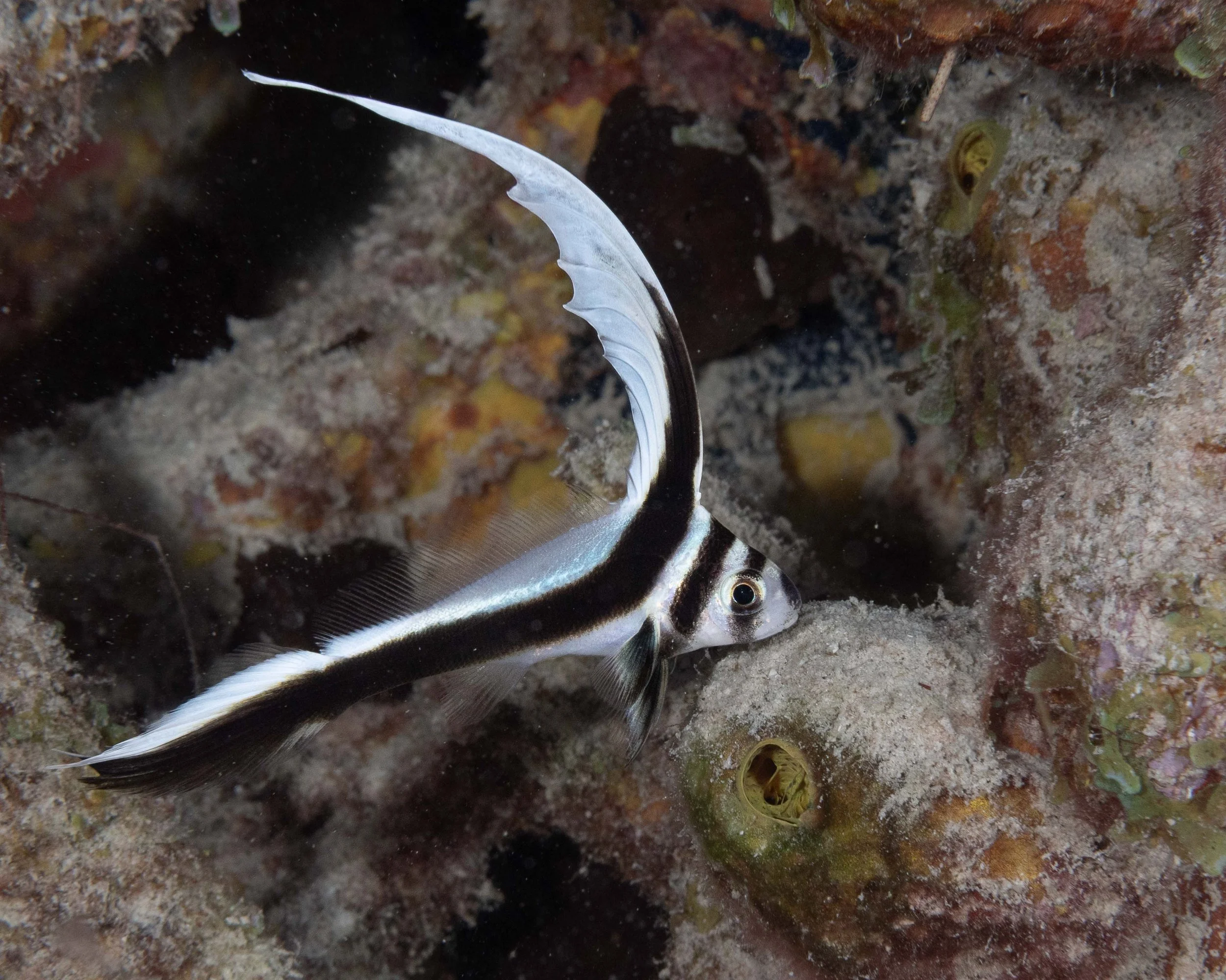 Juvenile Spotted Drum