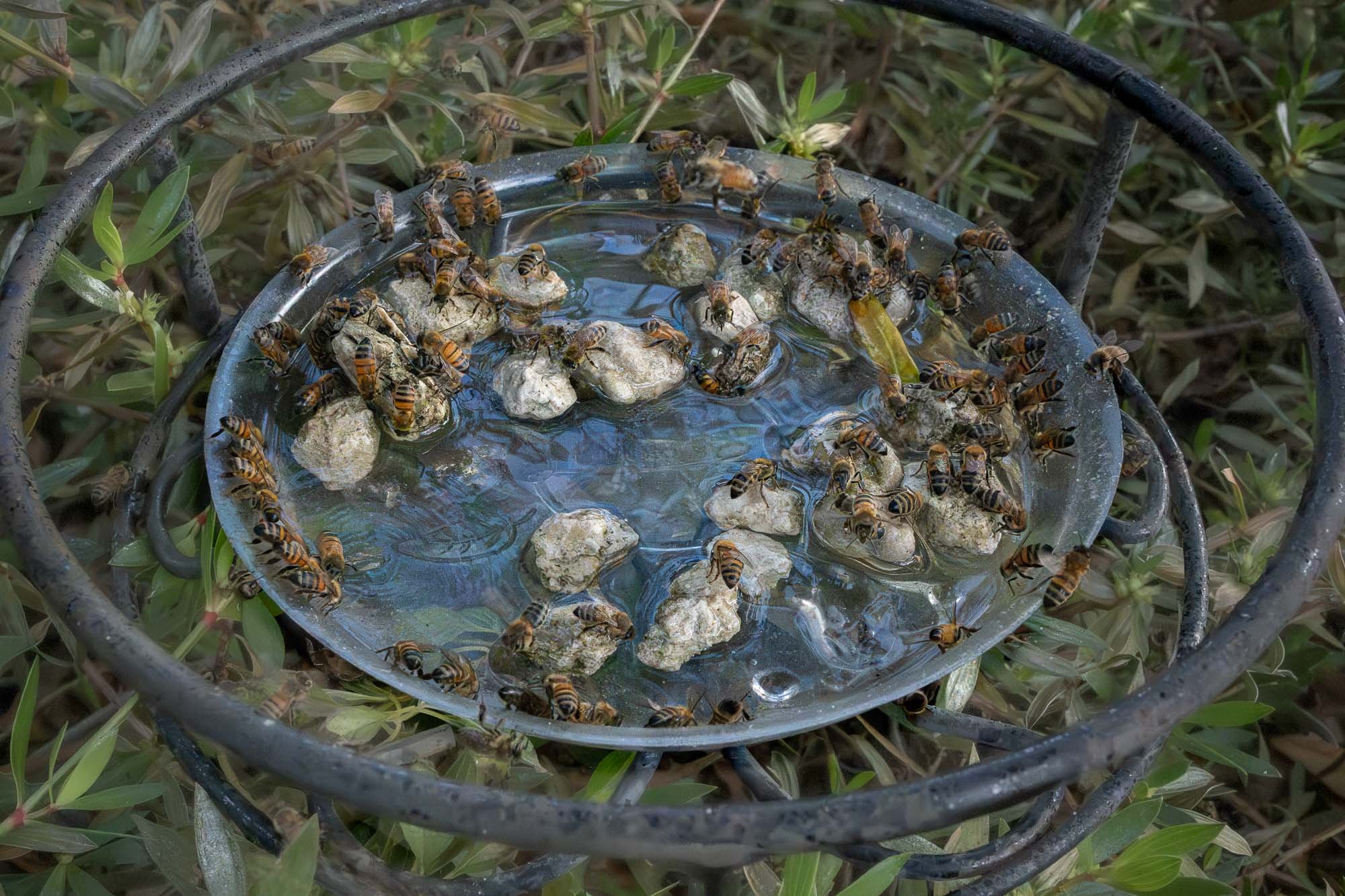 I hadn’t thought about bees