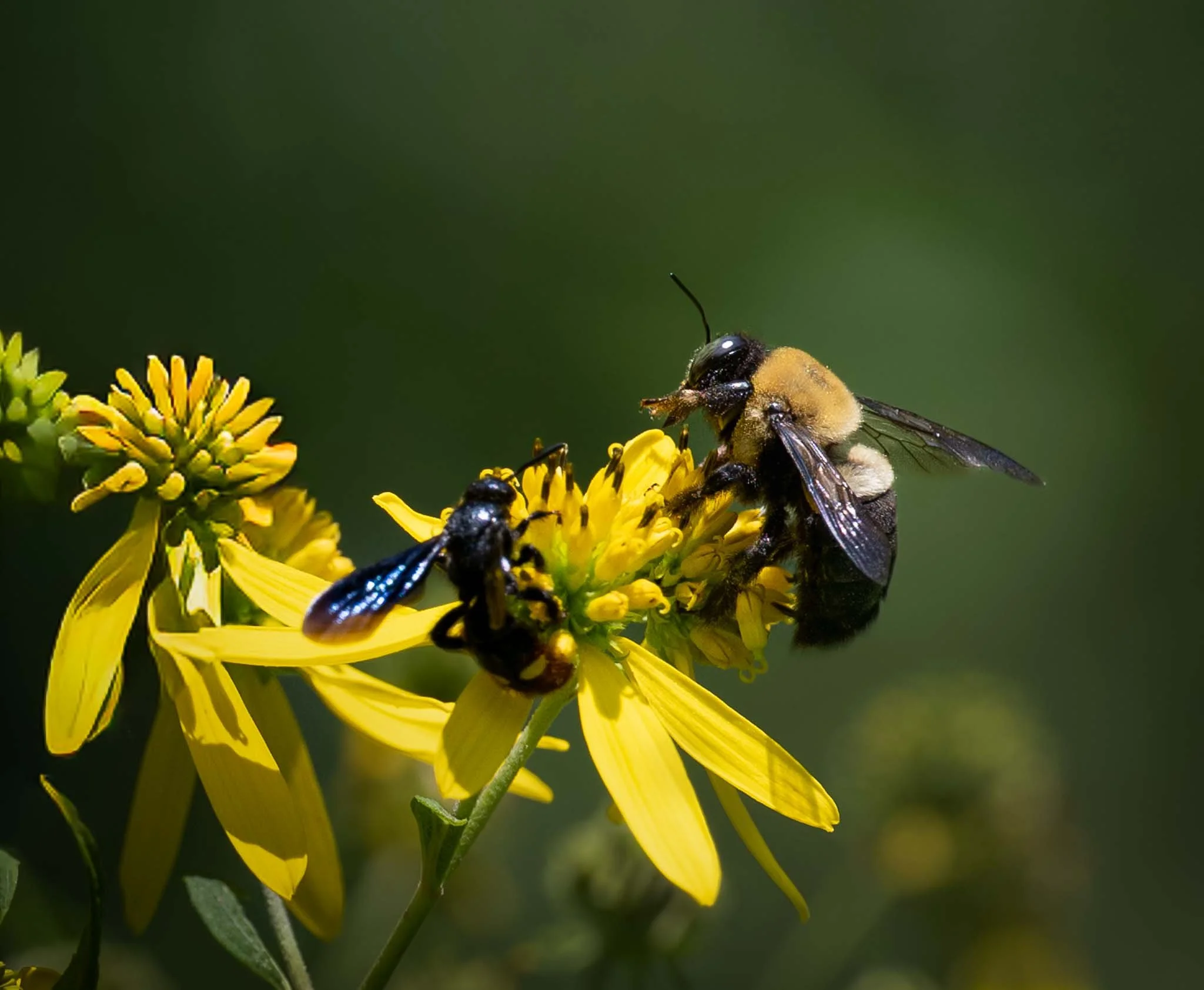 Western Honey Bee (Apis mellifera), Tanglewood Park