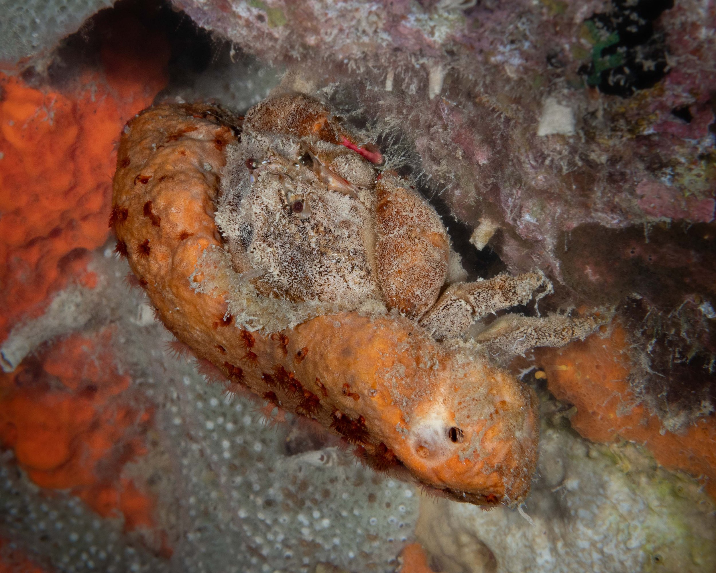 Redeye Sponge Crab - he was hanging upside down - 3-4" side to side. 