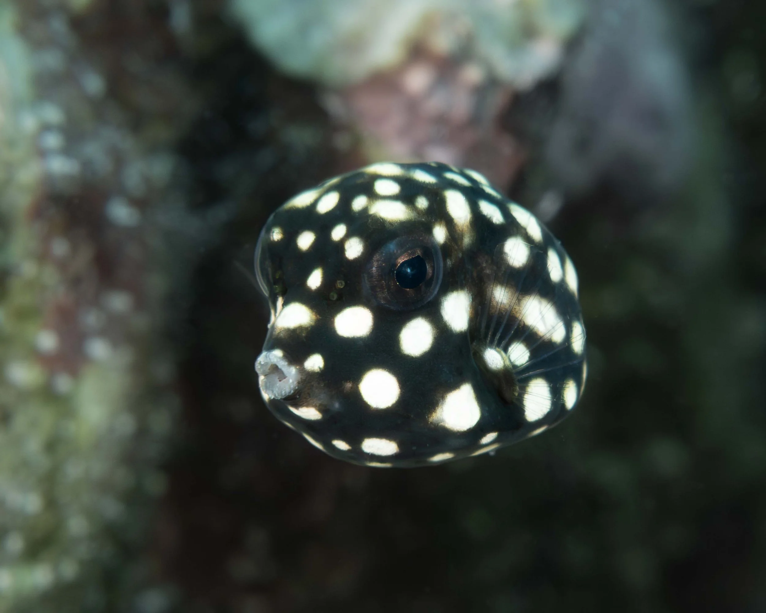 Juvenile Smooth Trunkfish