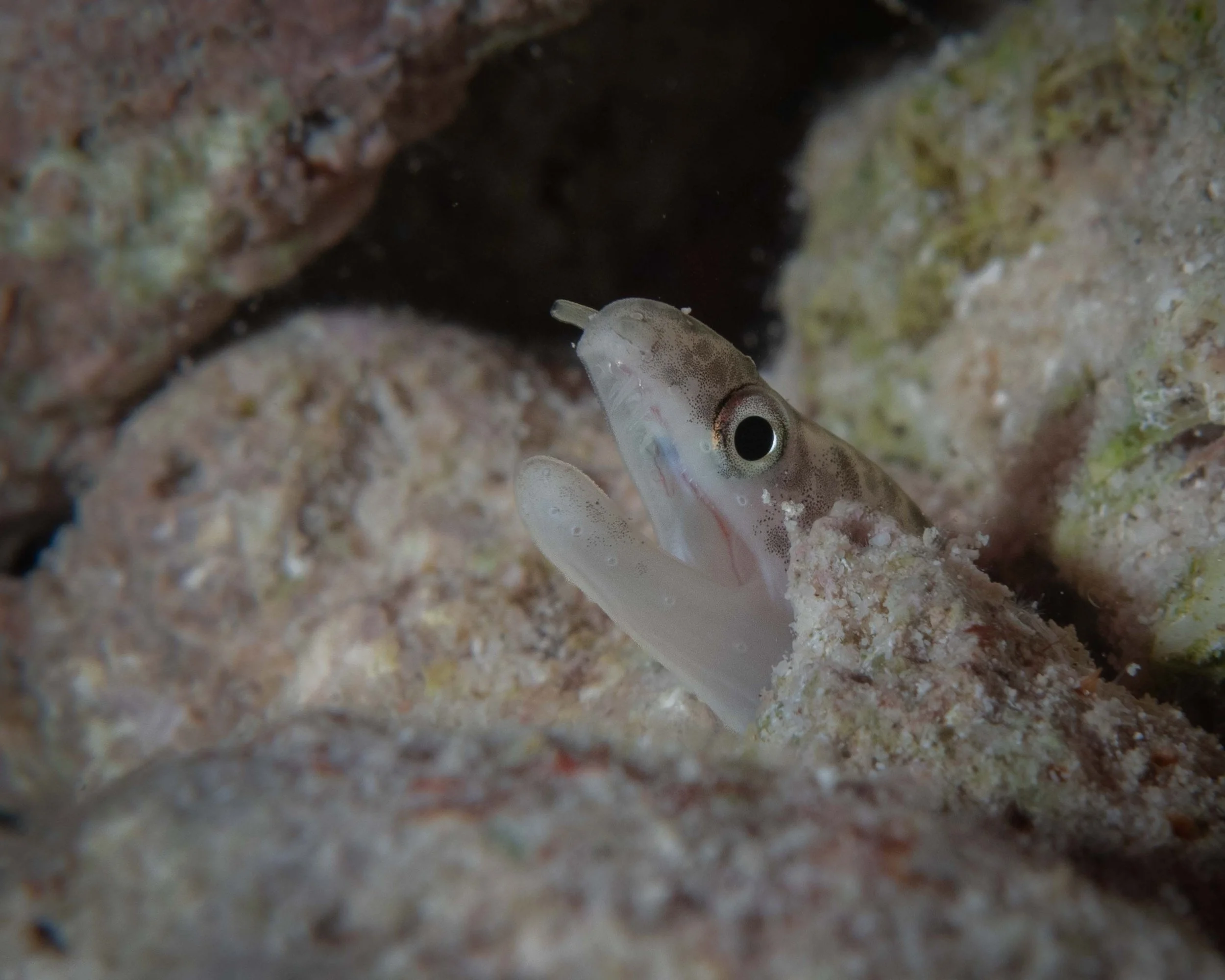 Juvenile Spotted Moray - the thickness of my pinky finger
