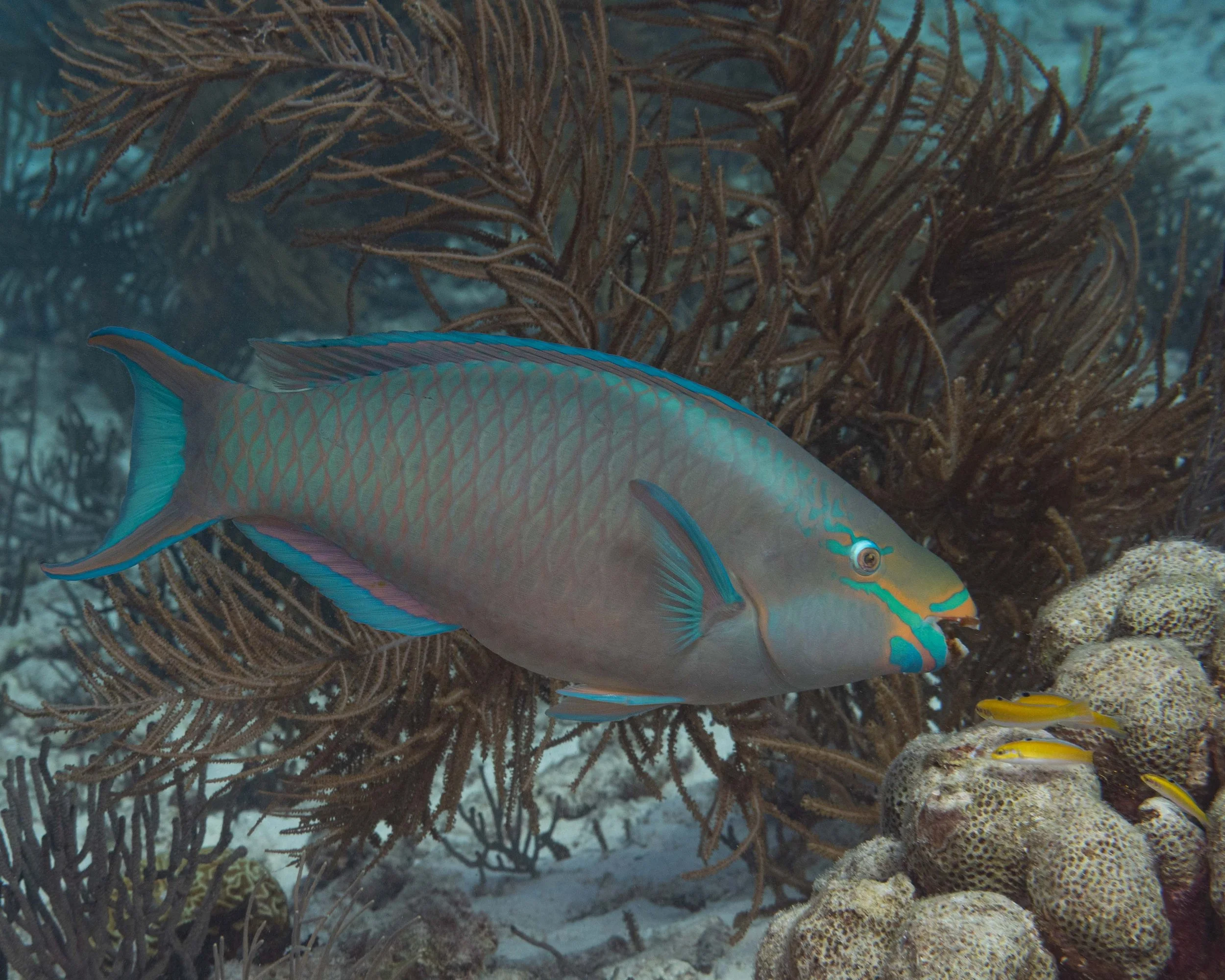 Queen Parrotfish - 10-12"