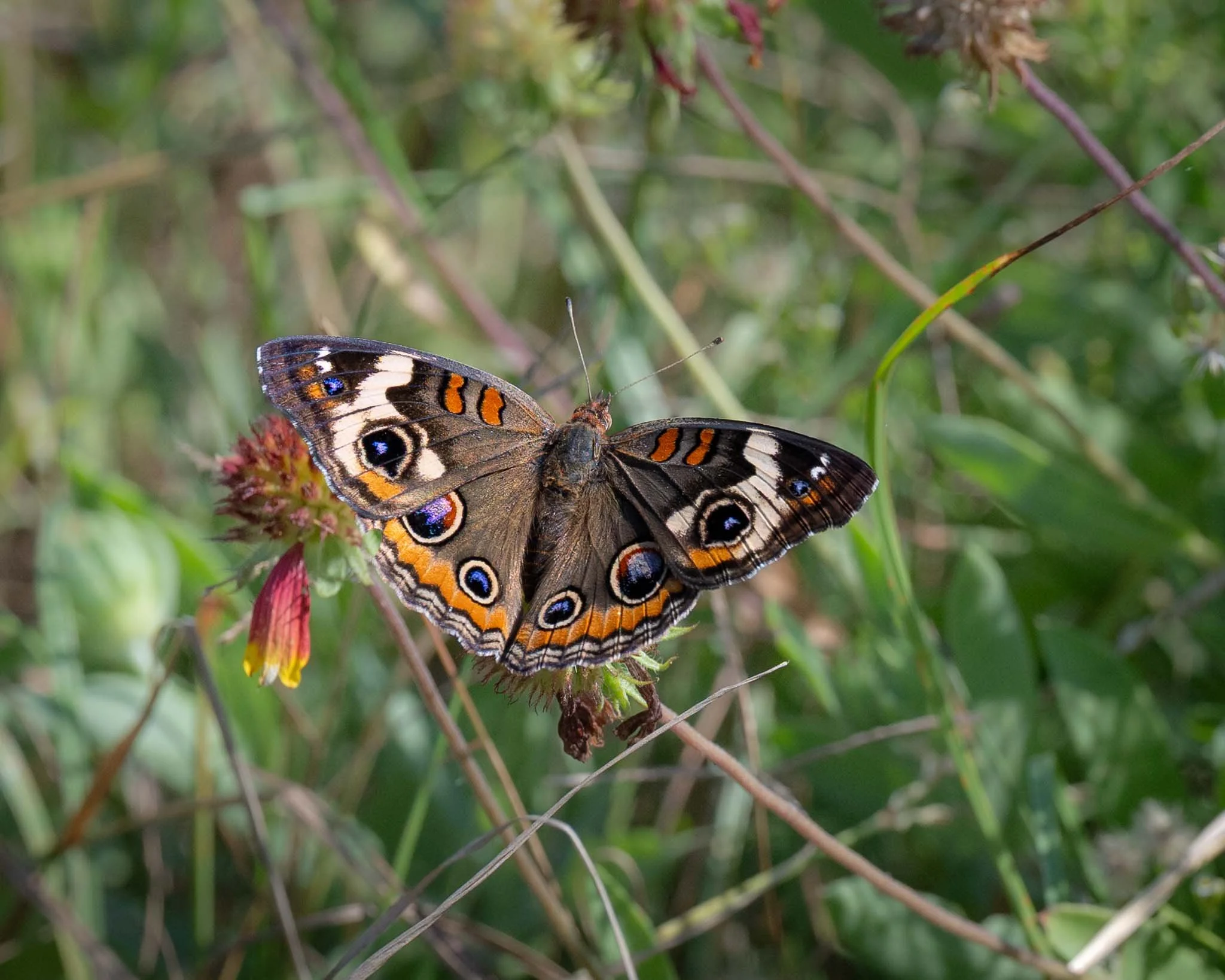 Common Buckeye (Juonia coenia), Myrtle Beach SP