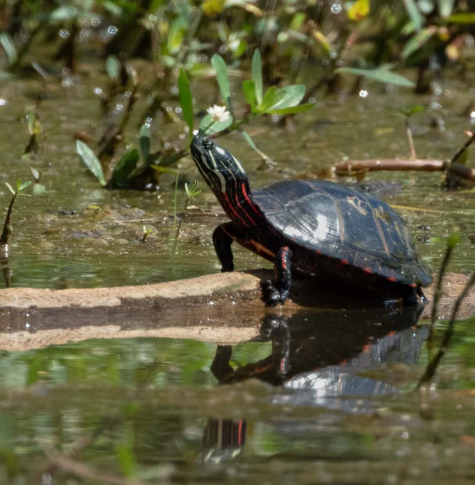Painted Turtle.