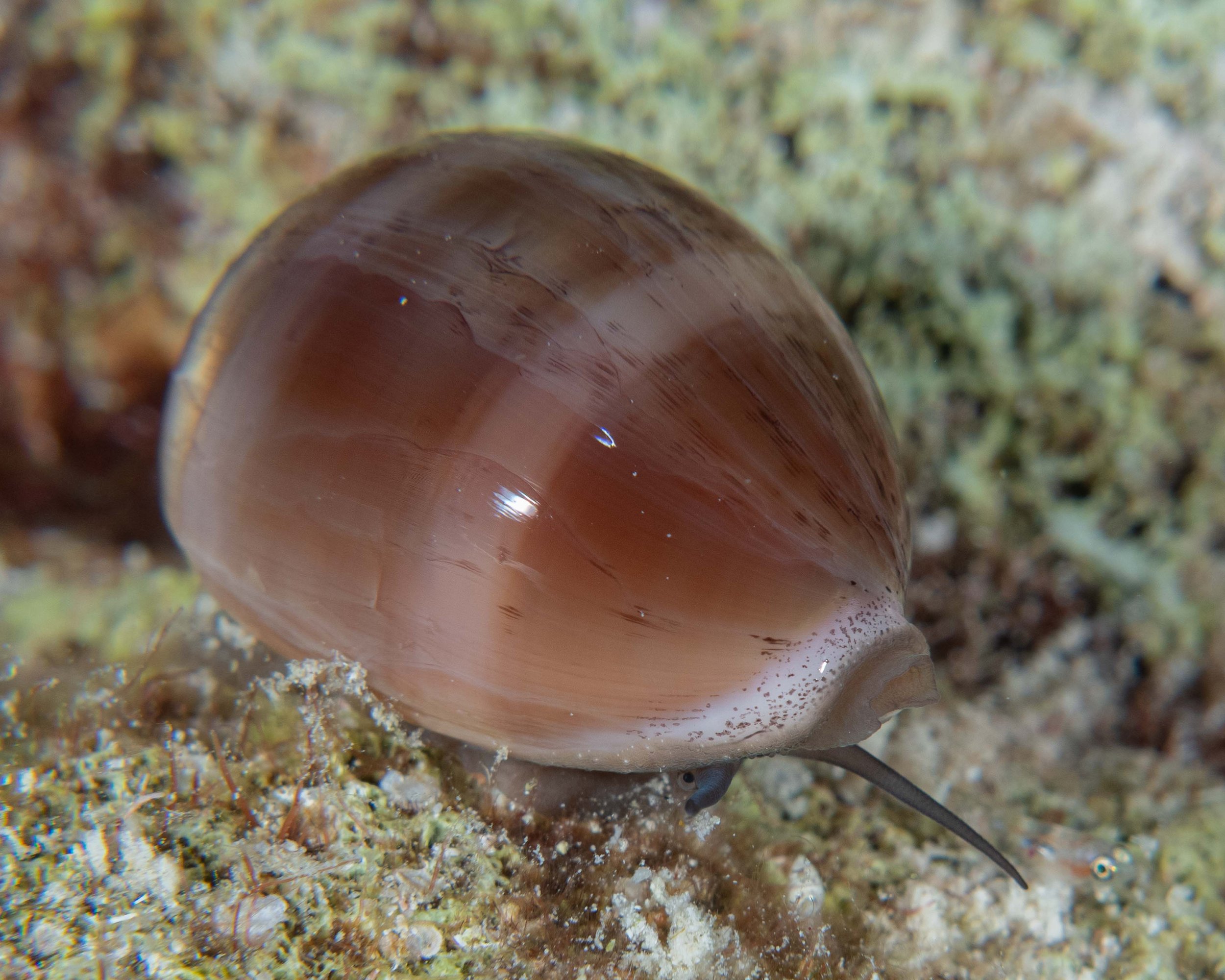 Atlantic Gray Cowry - 1 1/4"