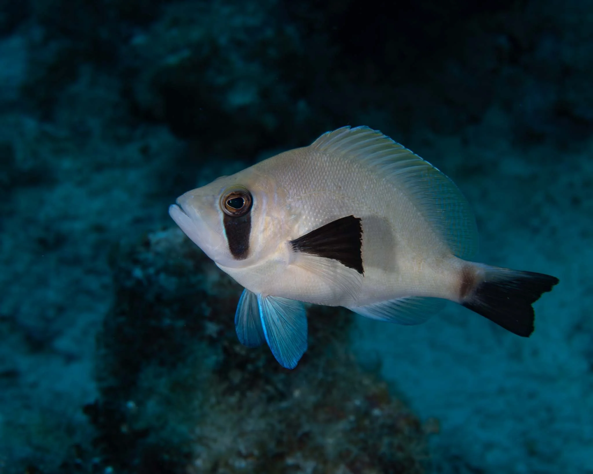 Masked Hamlet, Grand Cayman.