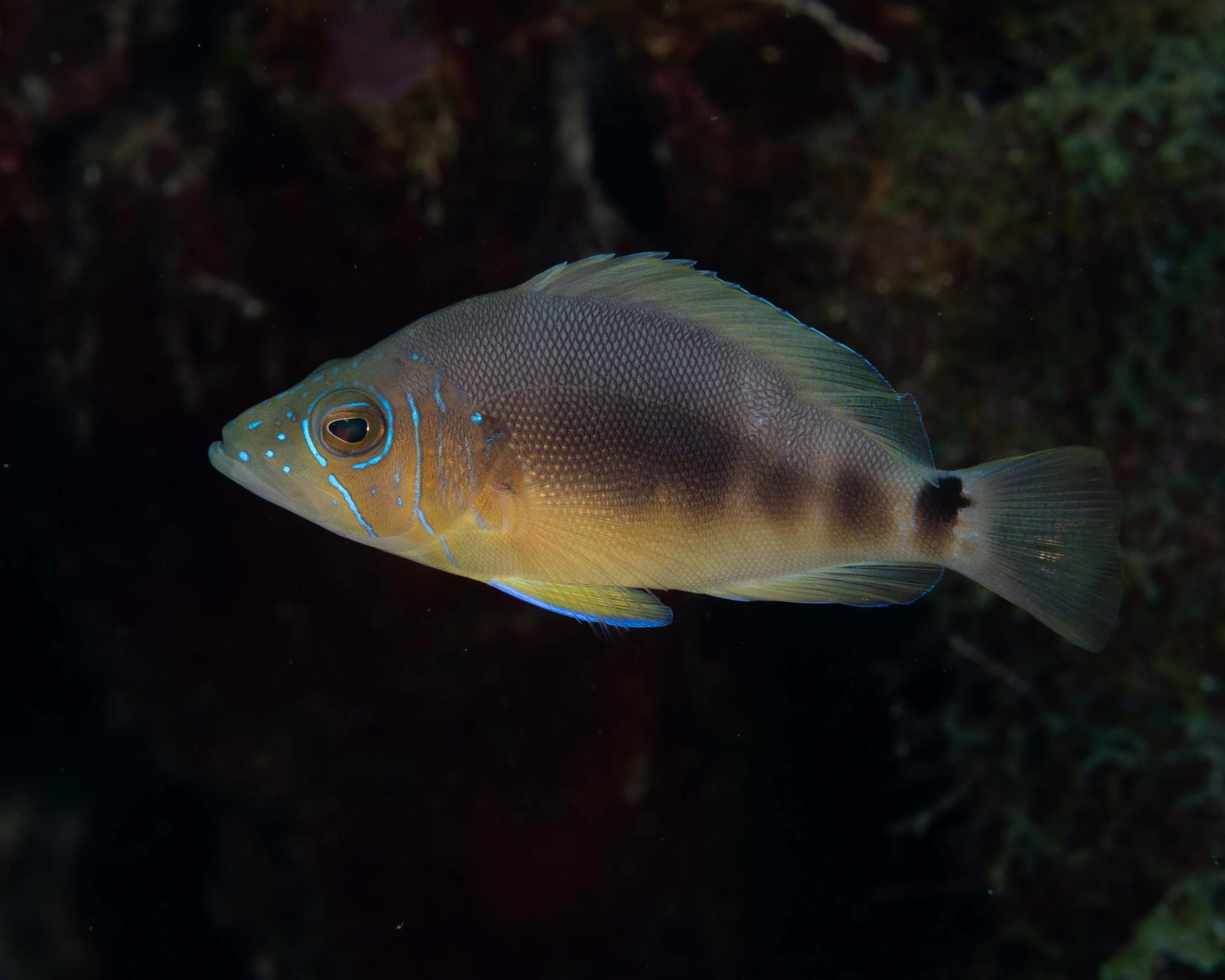 Barred Hamlet