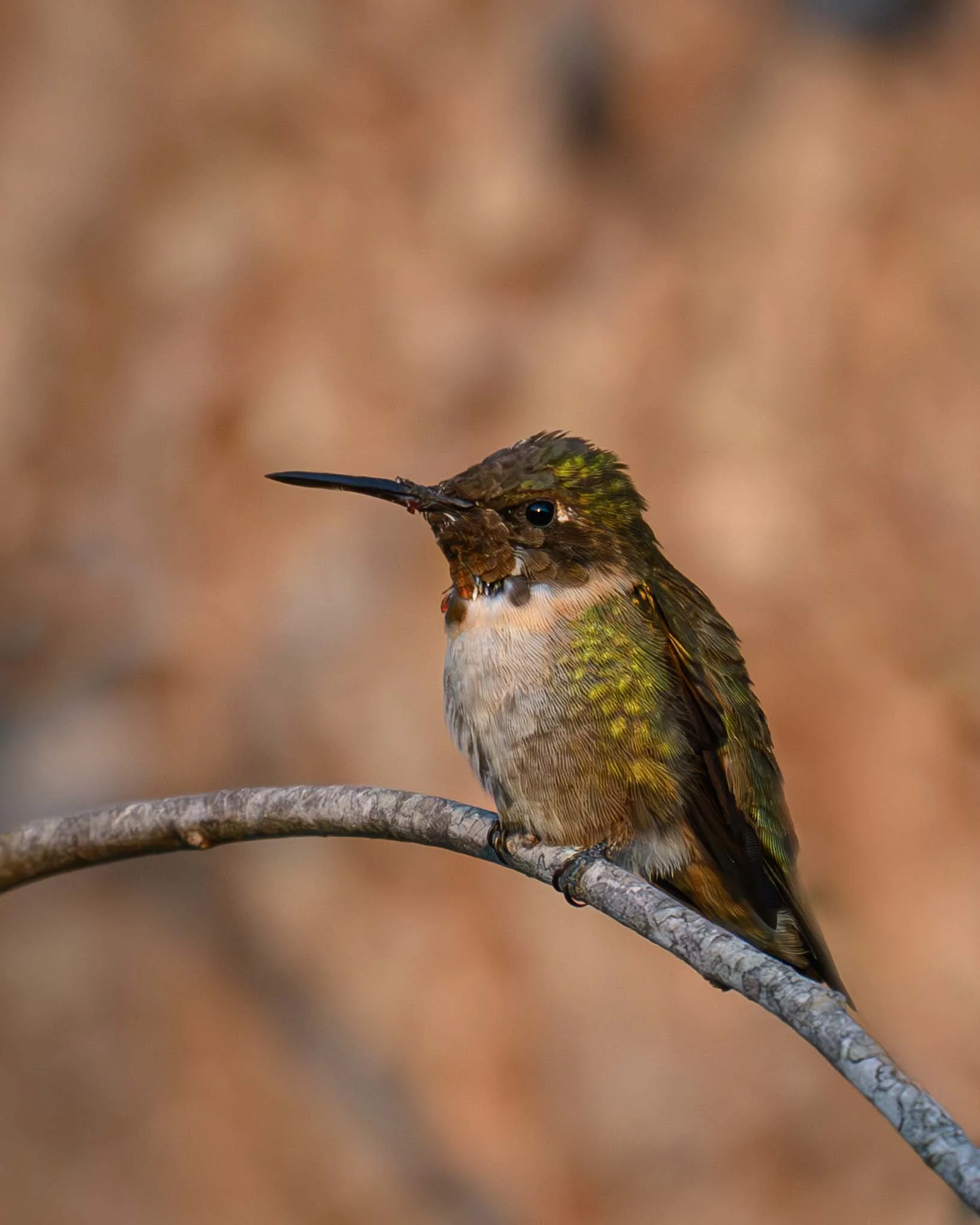Male Ruby-throated Hummingbird, in our backyard.