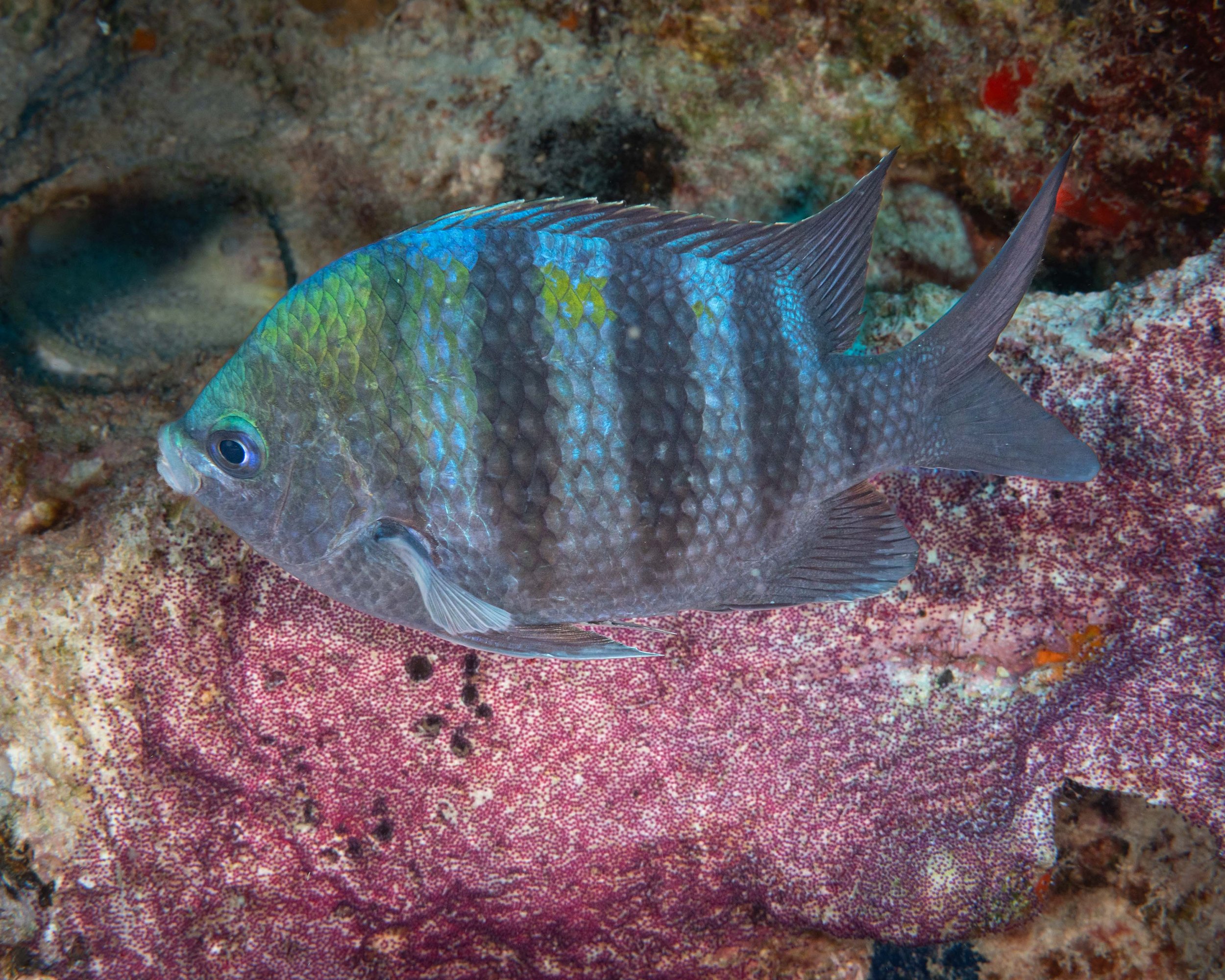 Sergeant Major guarding its eggs
