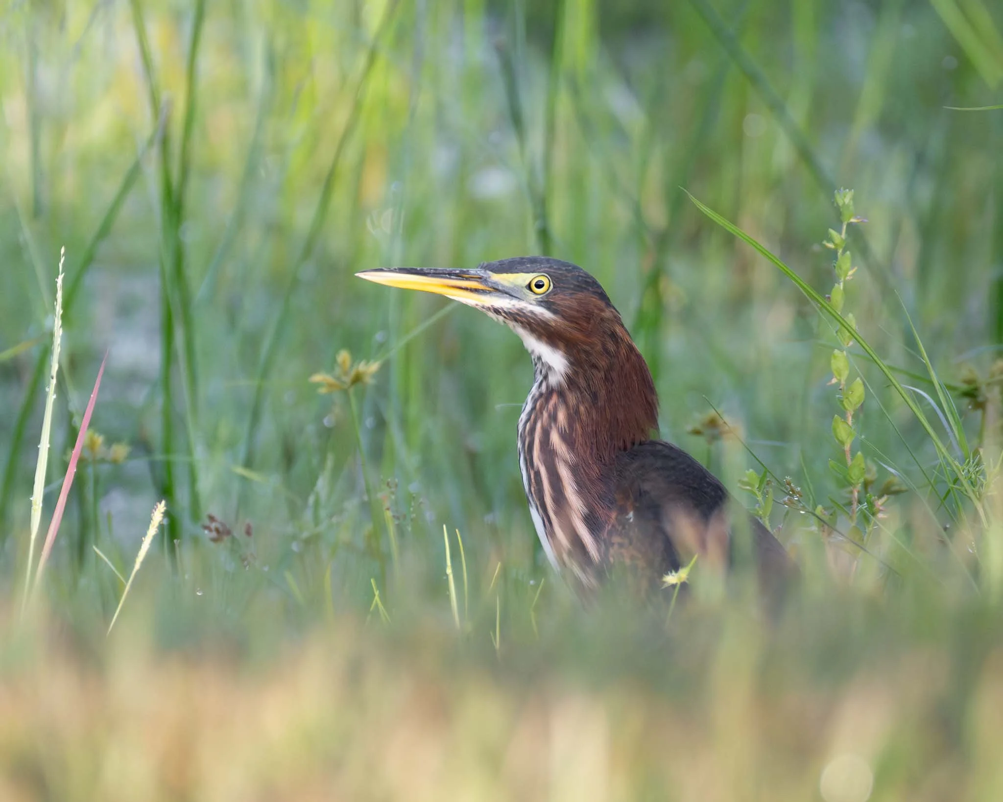 Green Heron, Jessica Clinton Park, Port St. Lucie FL