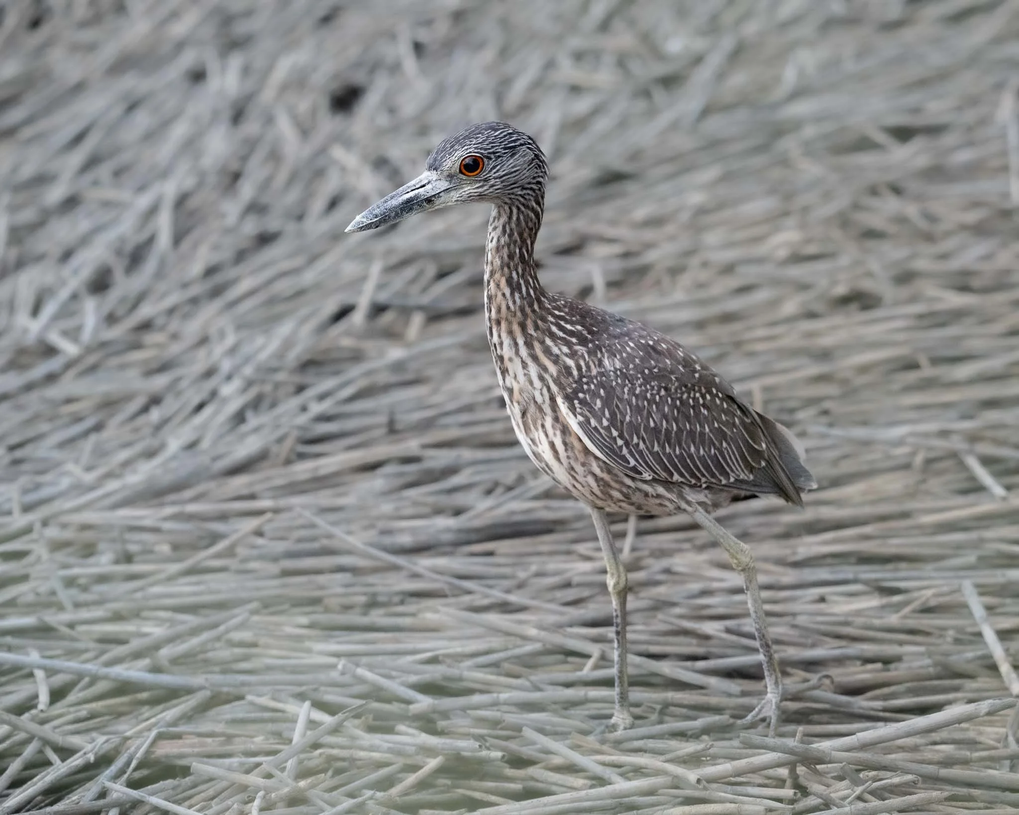 Immature Yellow-crowned Night Heron (Nyctanassa violacea), Huntington Beach SP