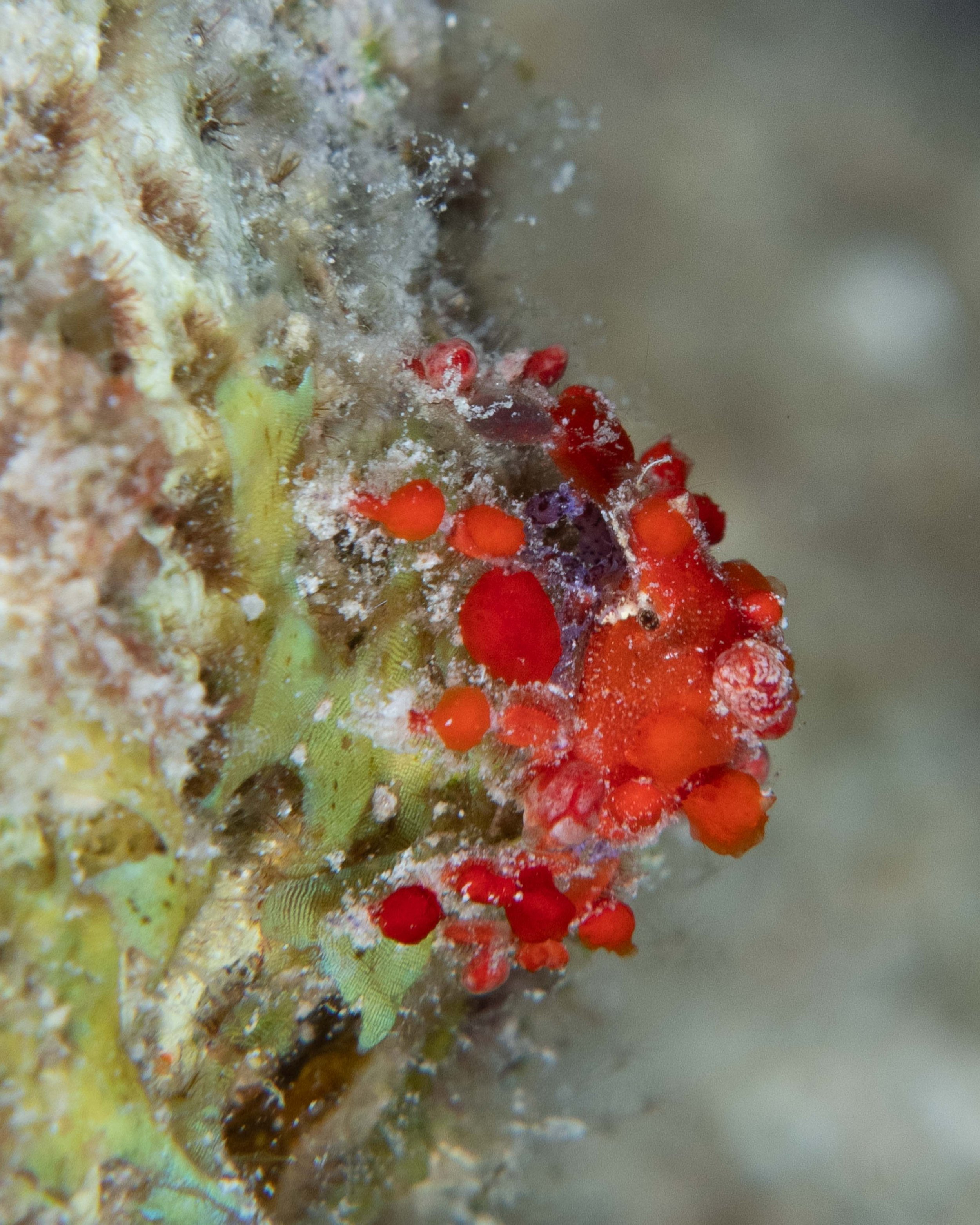 Cryptic Teardrop Crab - about 1/2"