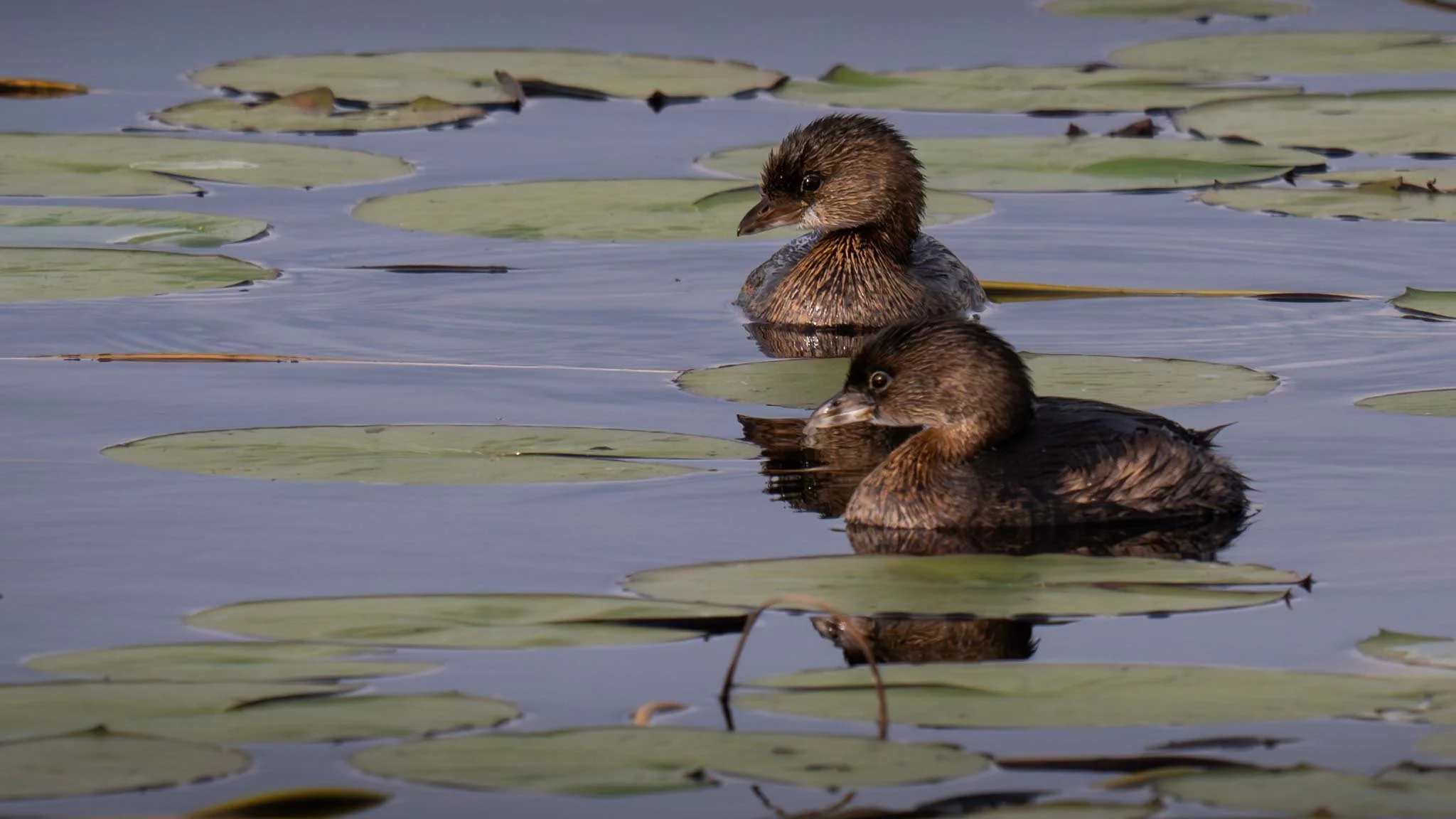 Pied-bill Grebes, Green River Park, Jensen Beach, Florida