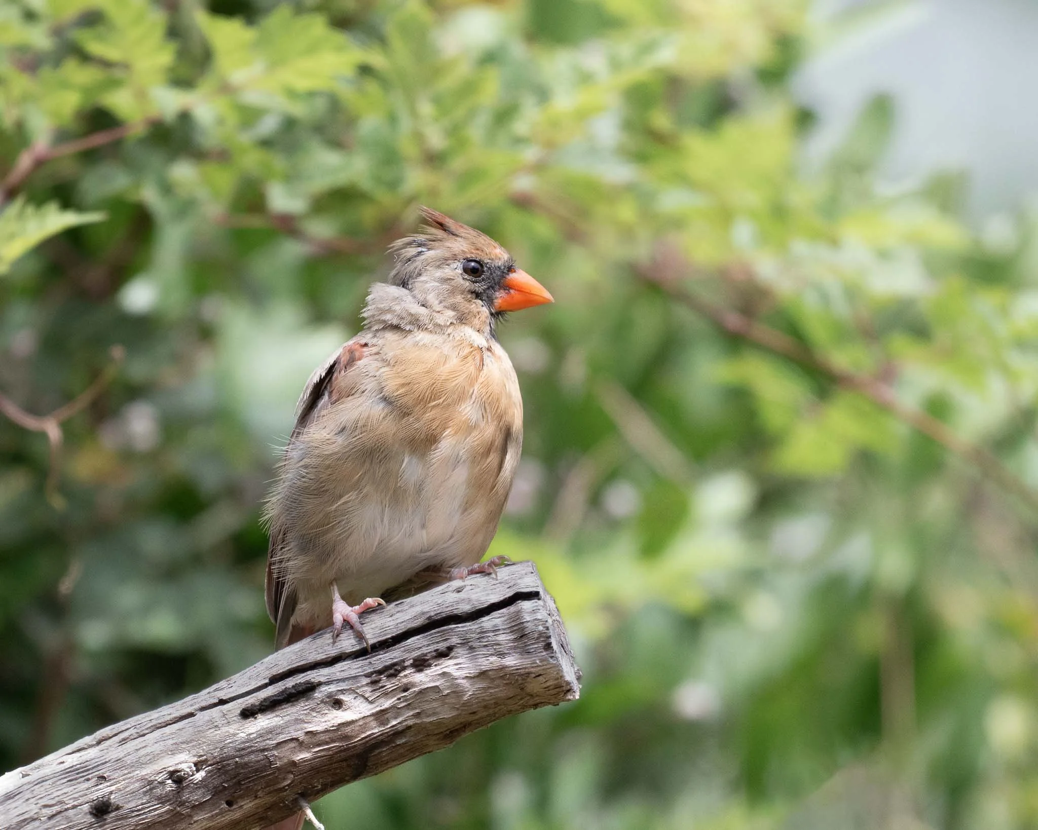 Northern Cardinal (Cardinalis cardinalis), Huntington Beach SP