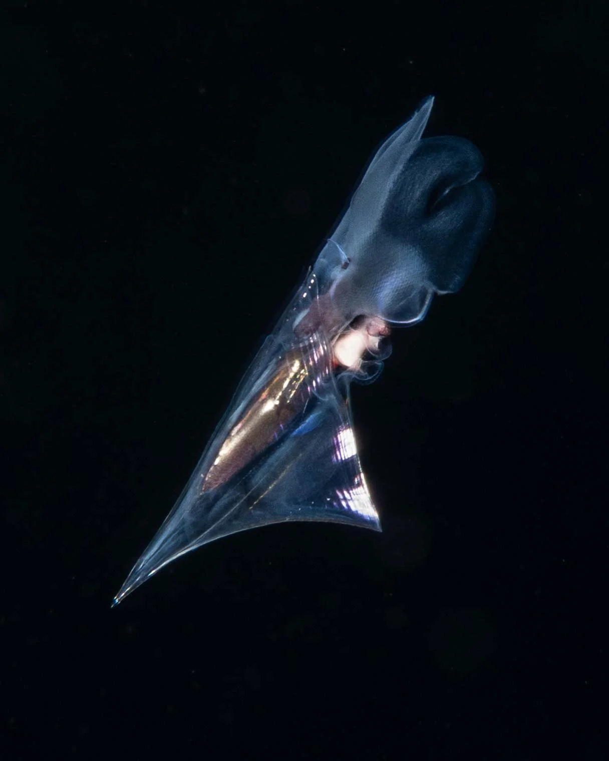 Sea Butterfly (Clio pyramidata), black water diving off Palm Beach FL