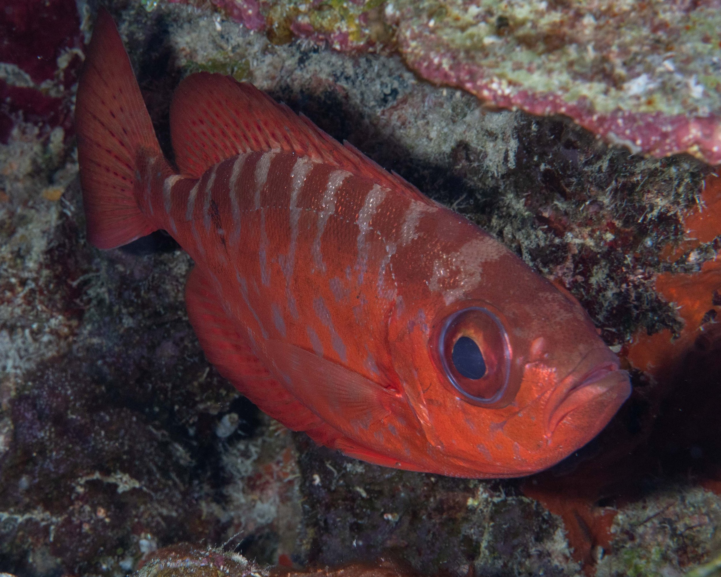 Glasseye Snapper - 6-8"