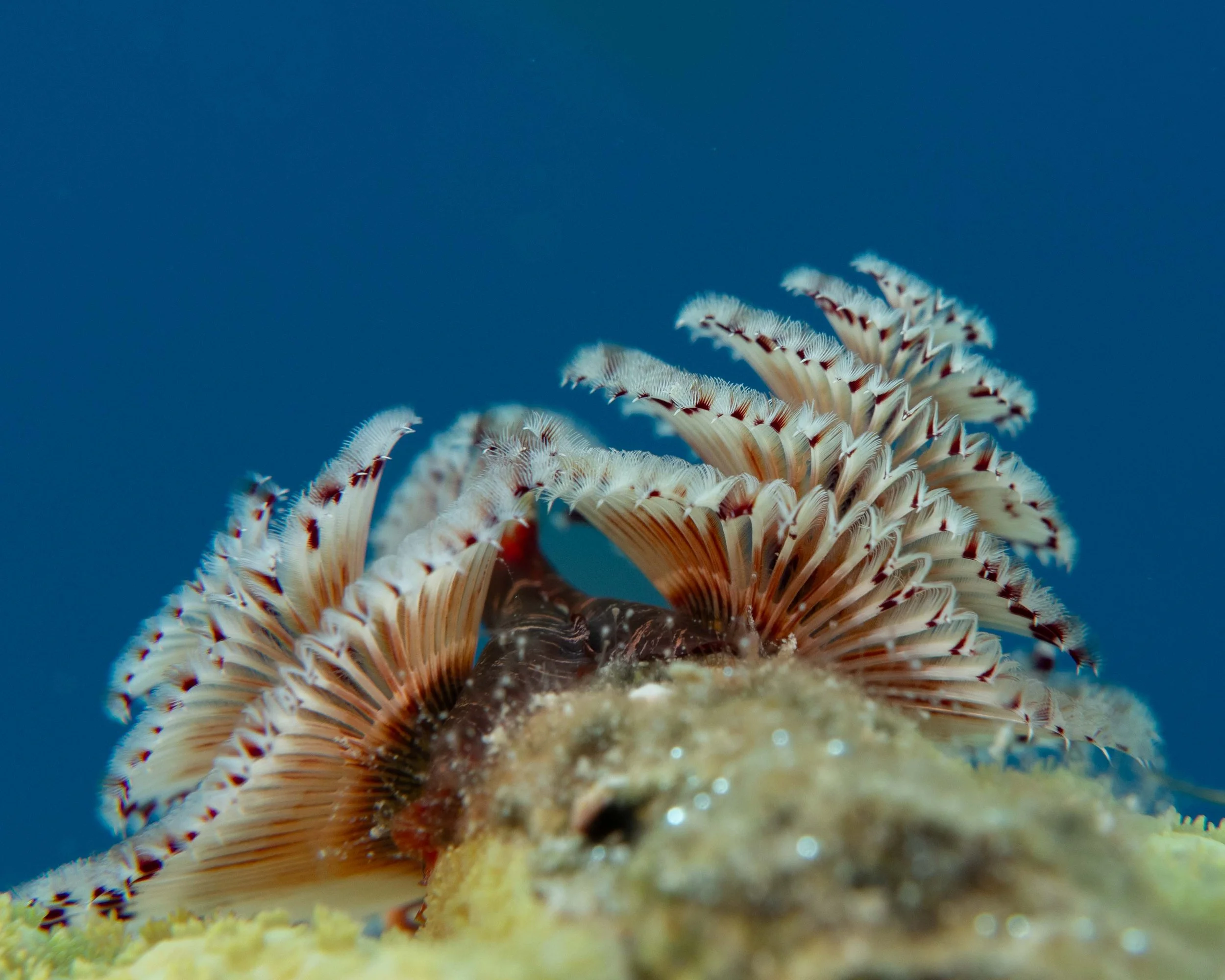 Christmastree Worm - dime sized