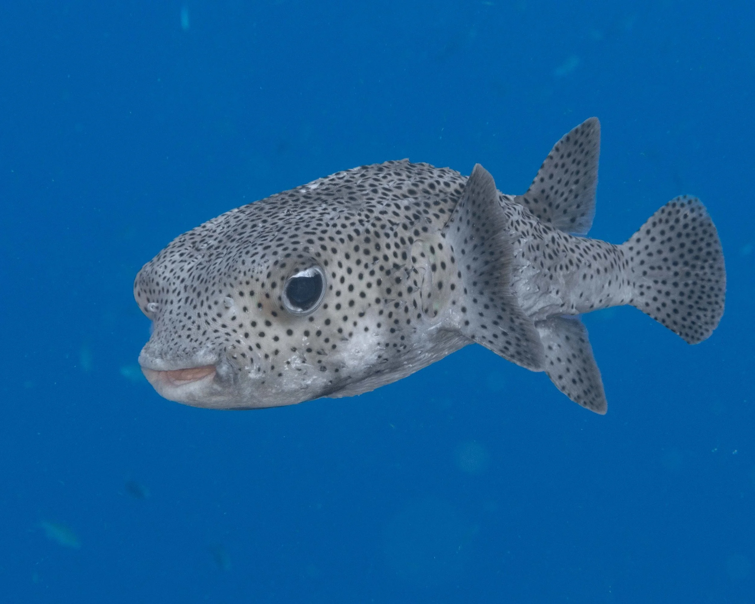 Porcupinefish - 10-12"