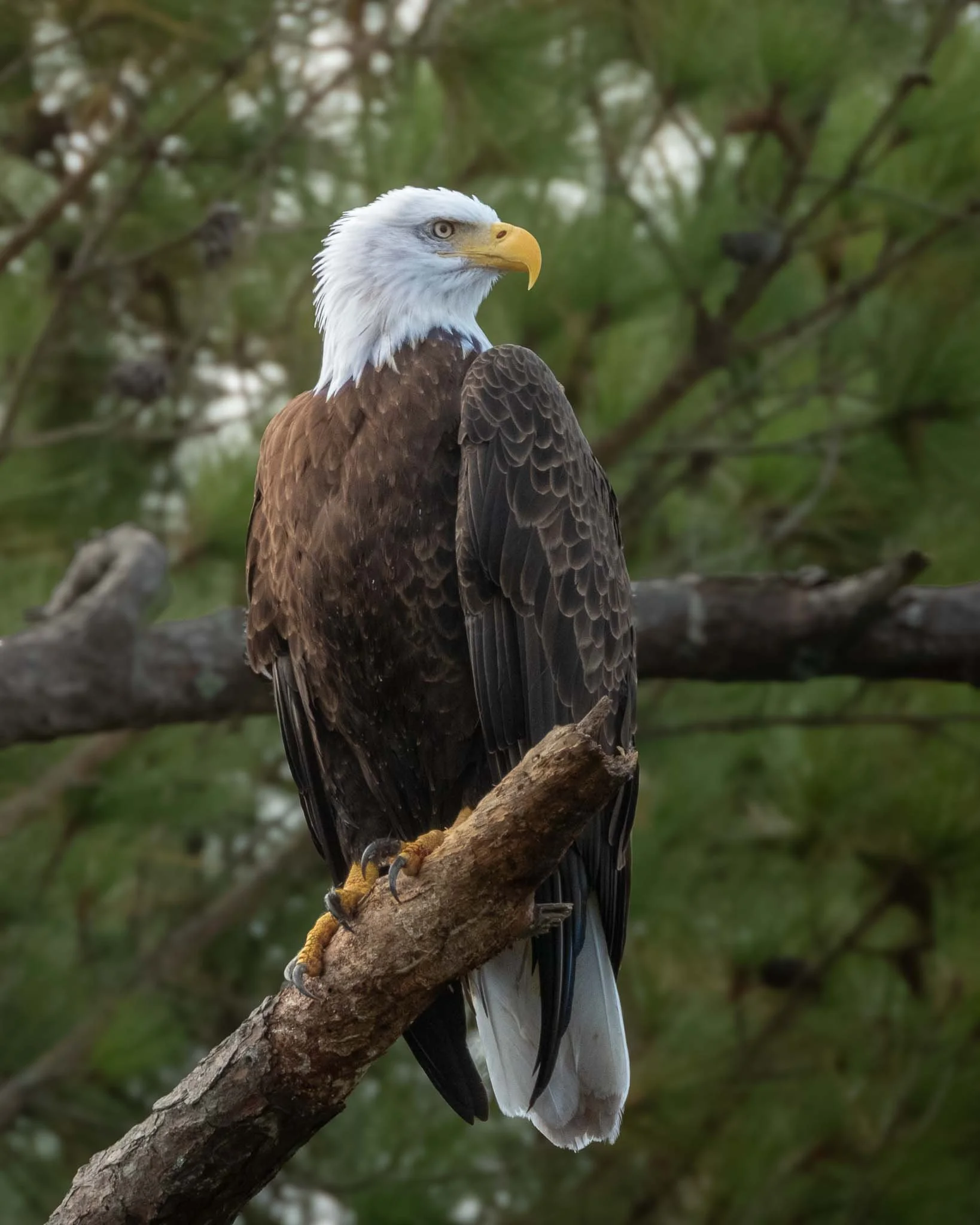 Bald Eagle (Haliaeetus leucocephalus), Huntington Beach SP