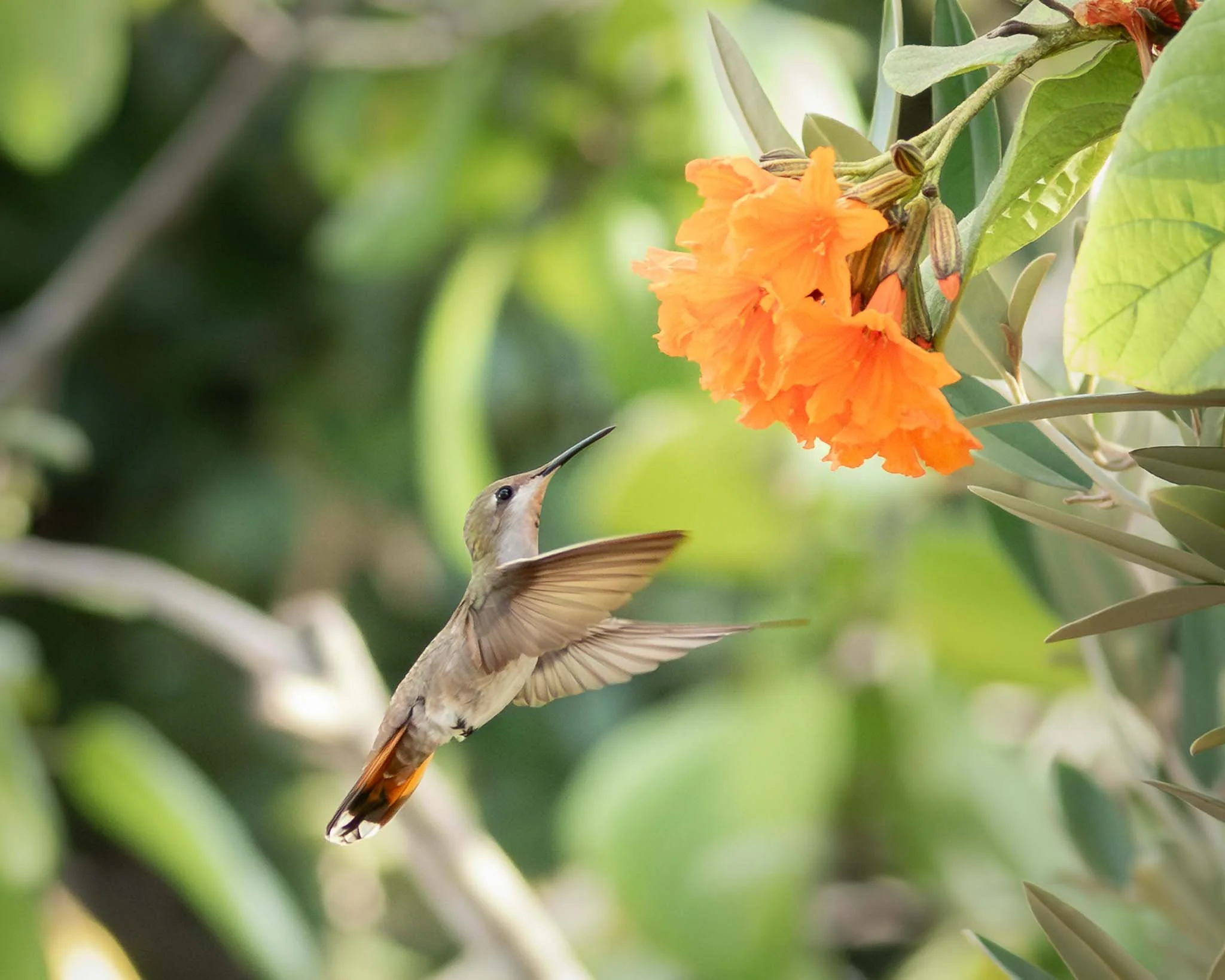 Ruby-Topaz Hummingbird