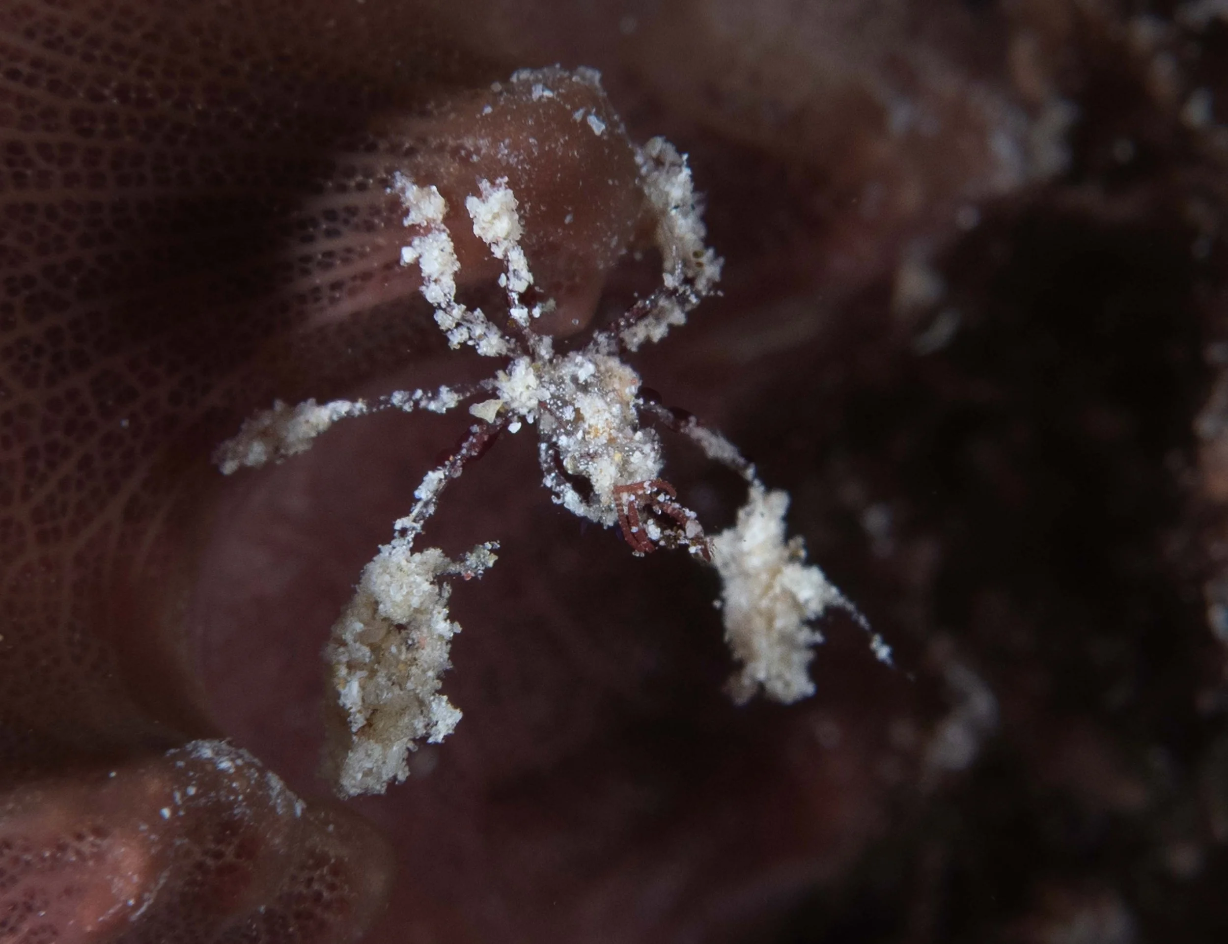 The tiniest Neck Crab I have ever seen - less than 1"