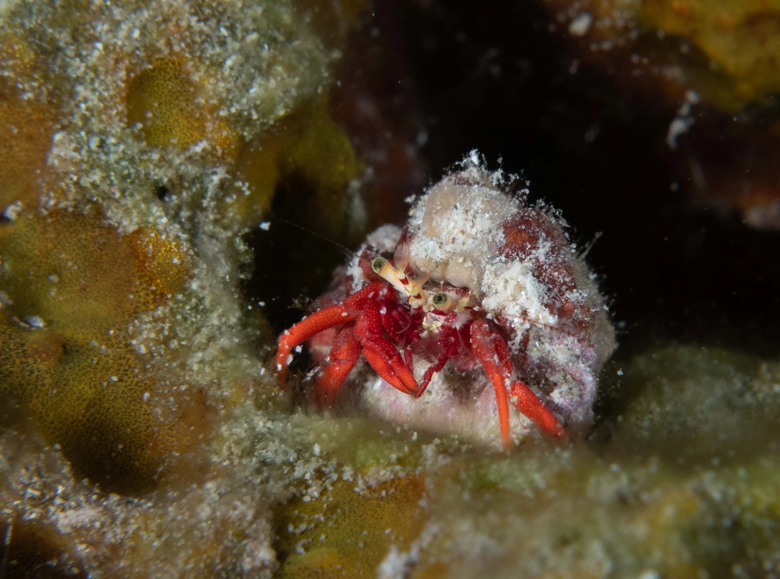 Red Reef Hermit Crab - about 1" across with its shell.