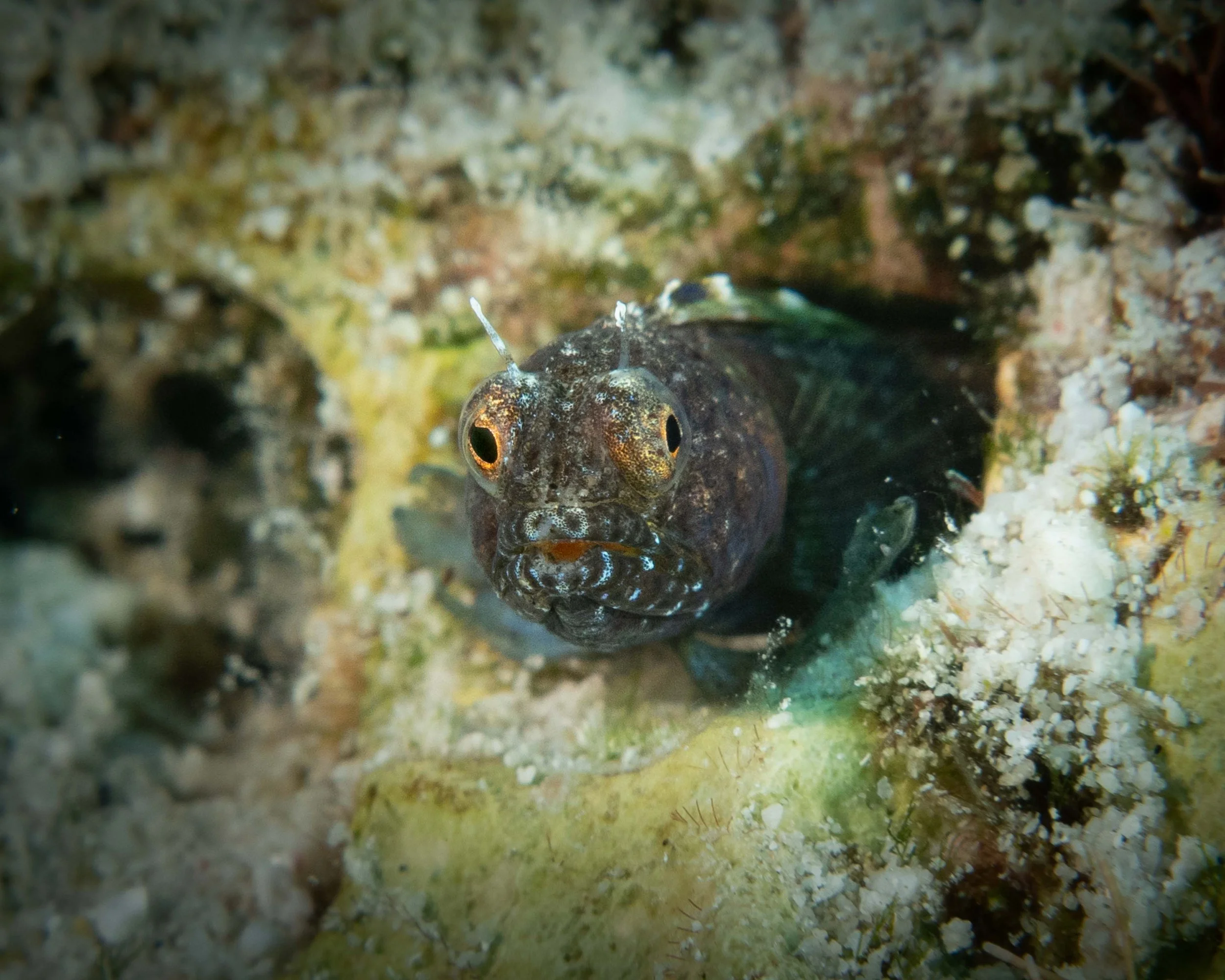 Sailfin Blenny - slightly more than 1"