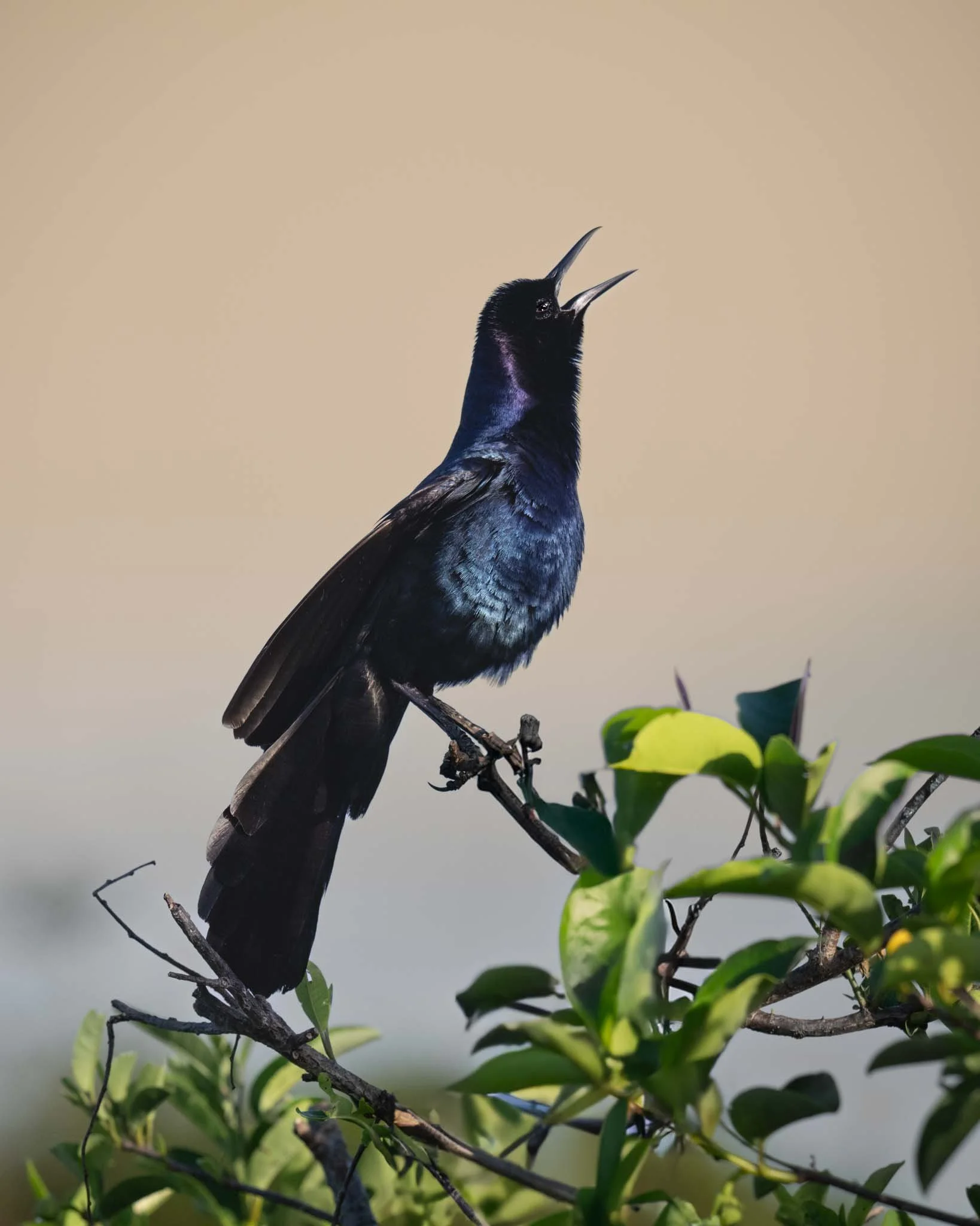 Boat-tailed Grackle, Peaceful Waters, Wellington Florida