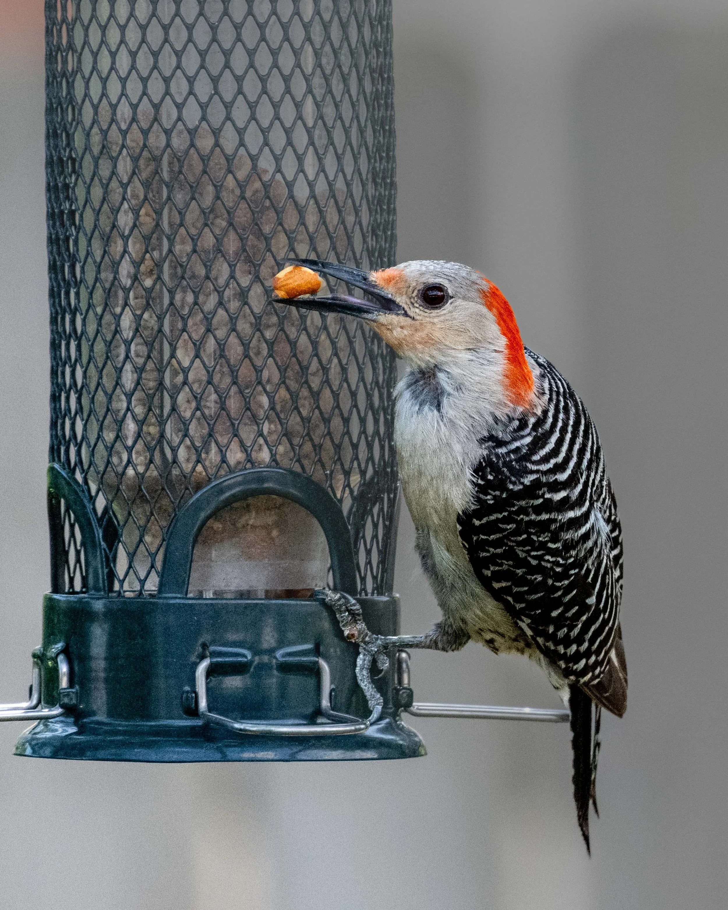 Red-bellied Woodpecker, our backyard