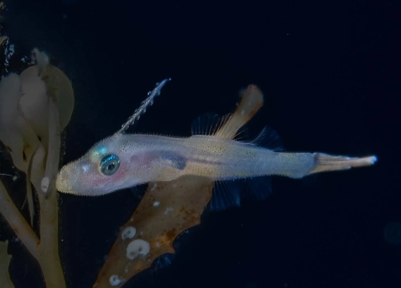 Larval Orange Filefish (Aluterus schoepfii), black water diving off Palm Beach FL