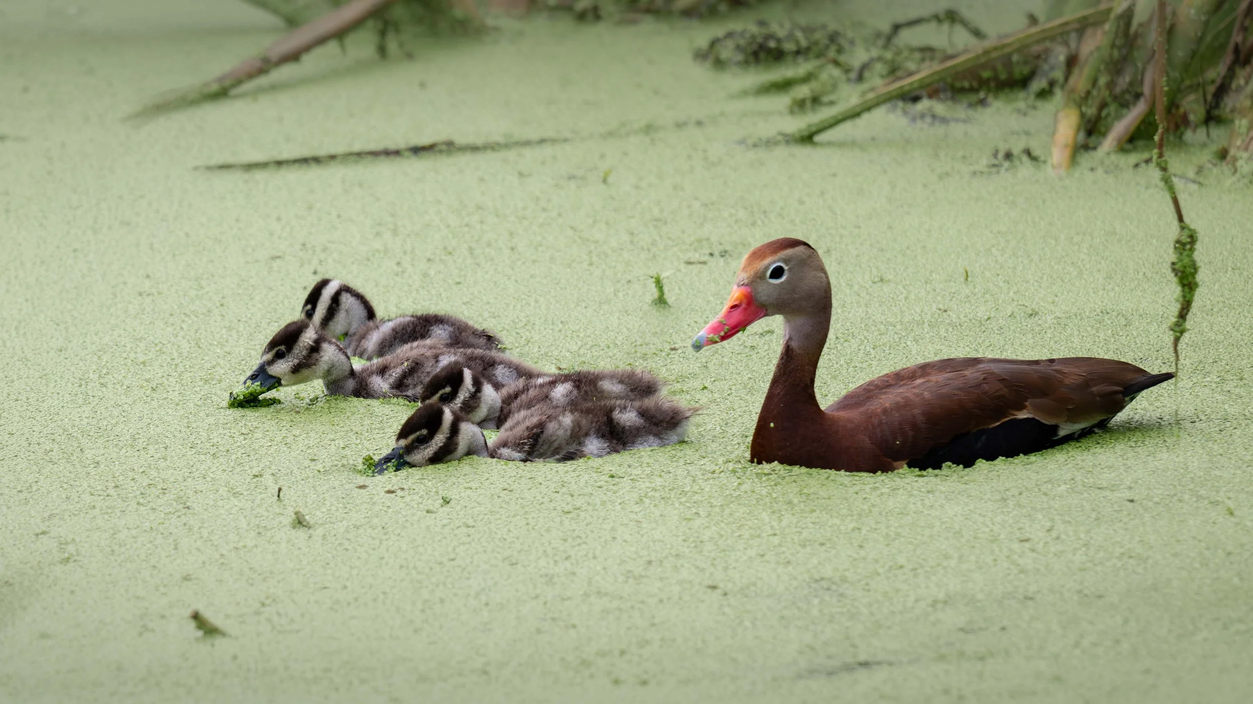 Black-bellied Whistling Duck (Dendrocygna autumnalis)family.