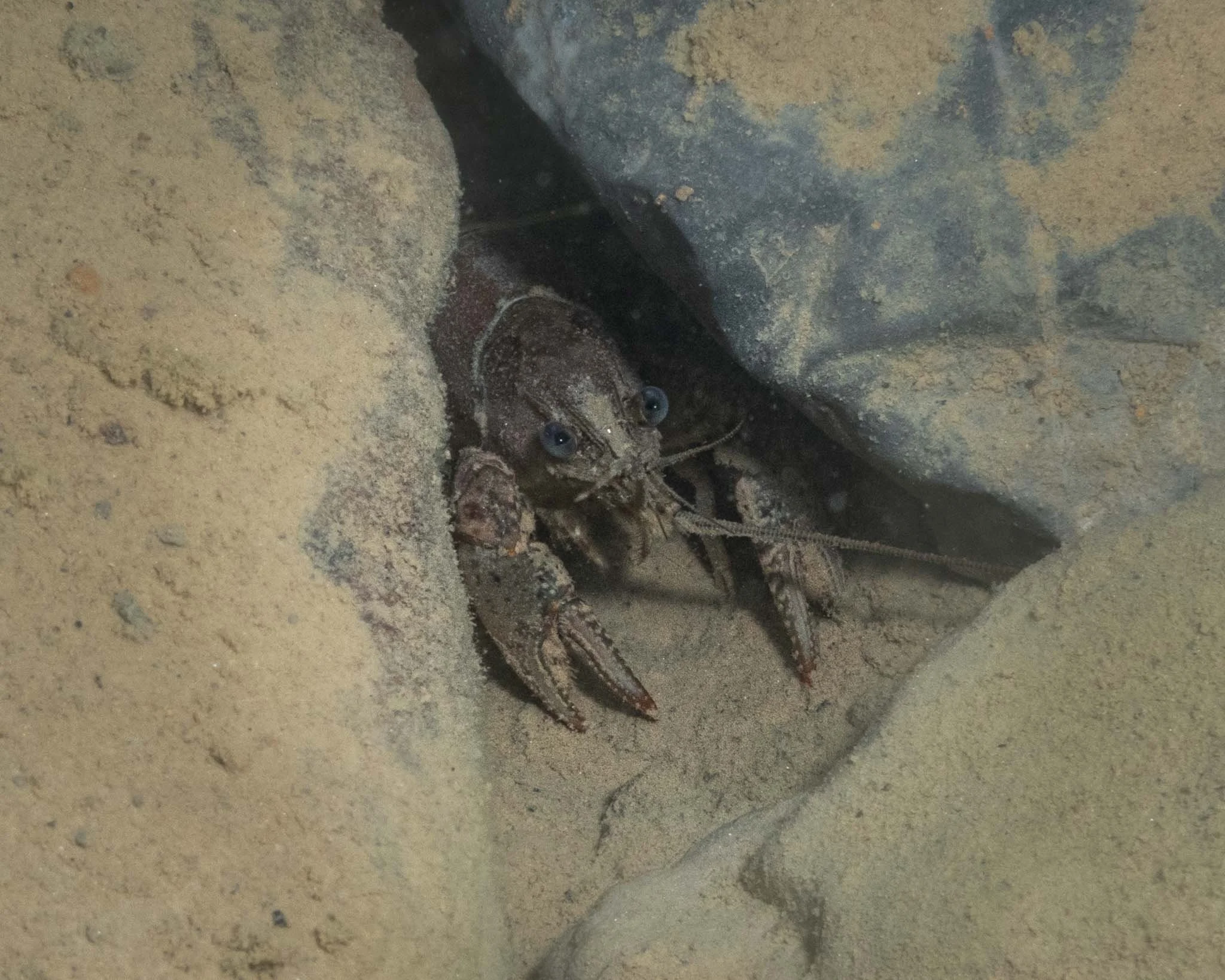 Crayfish, Summersville Lake, WV
