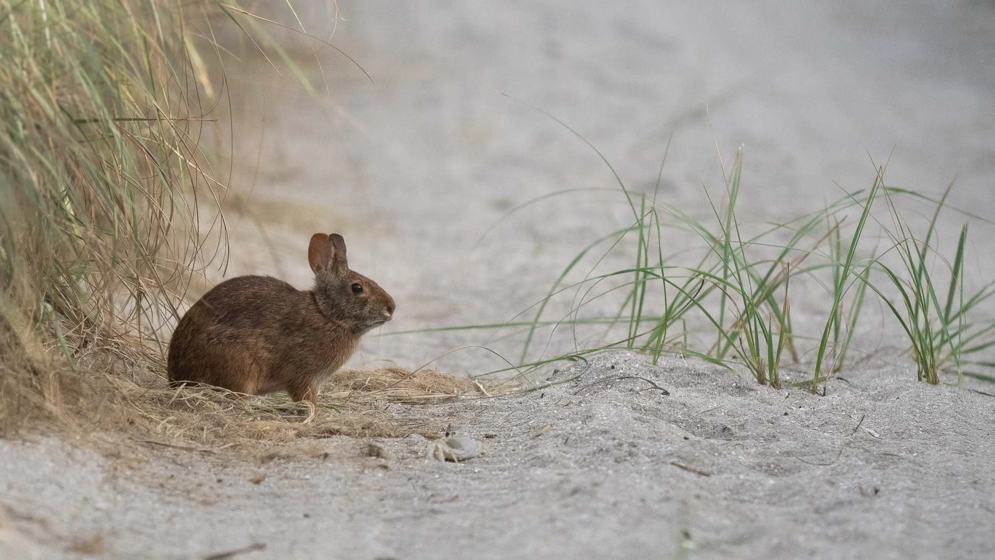 Marsh Rabbit, Jensen Beach FL.
