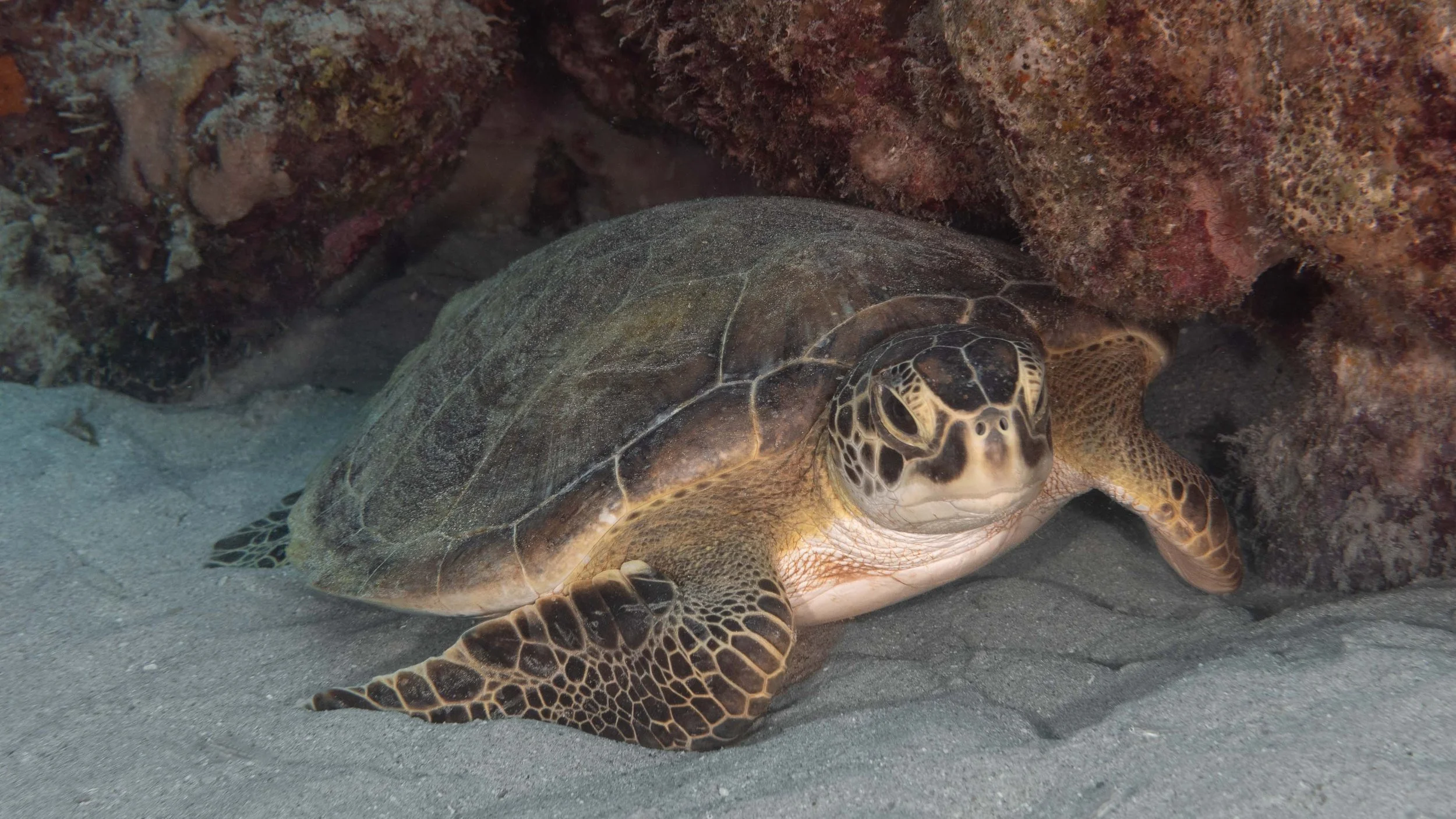 Green Turtle rubbing against a coral head to remove algae from its shell.