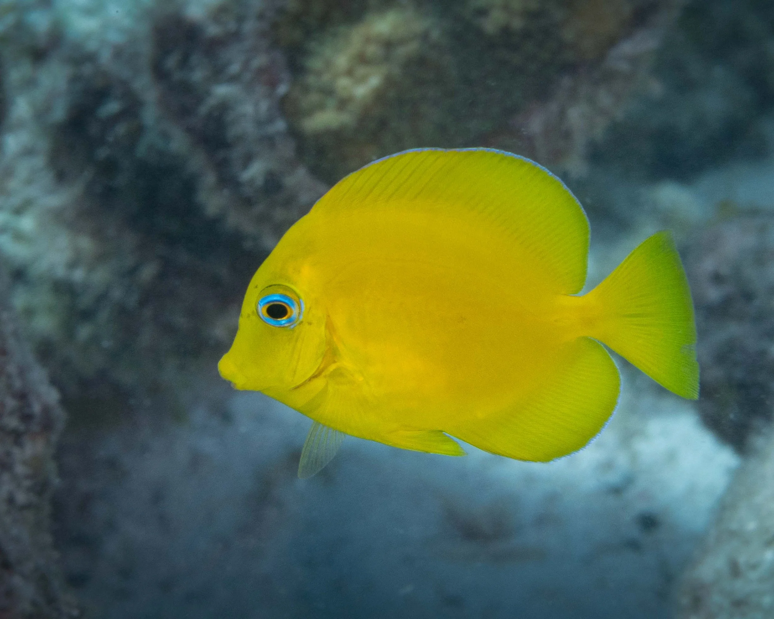 Slightly older juvenile Blue Tang