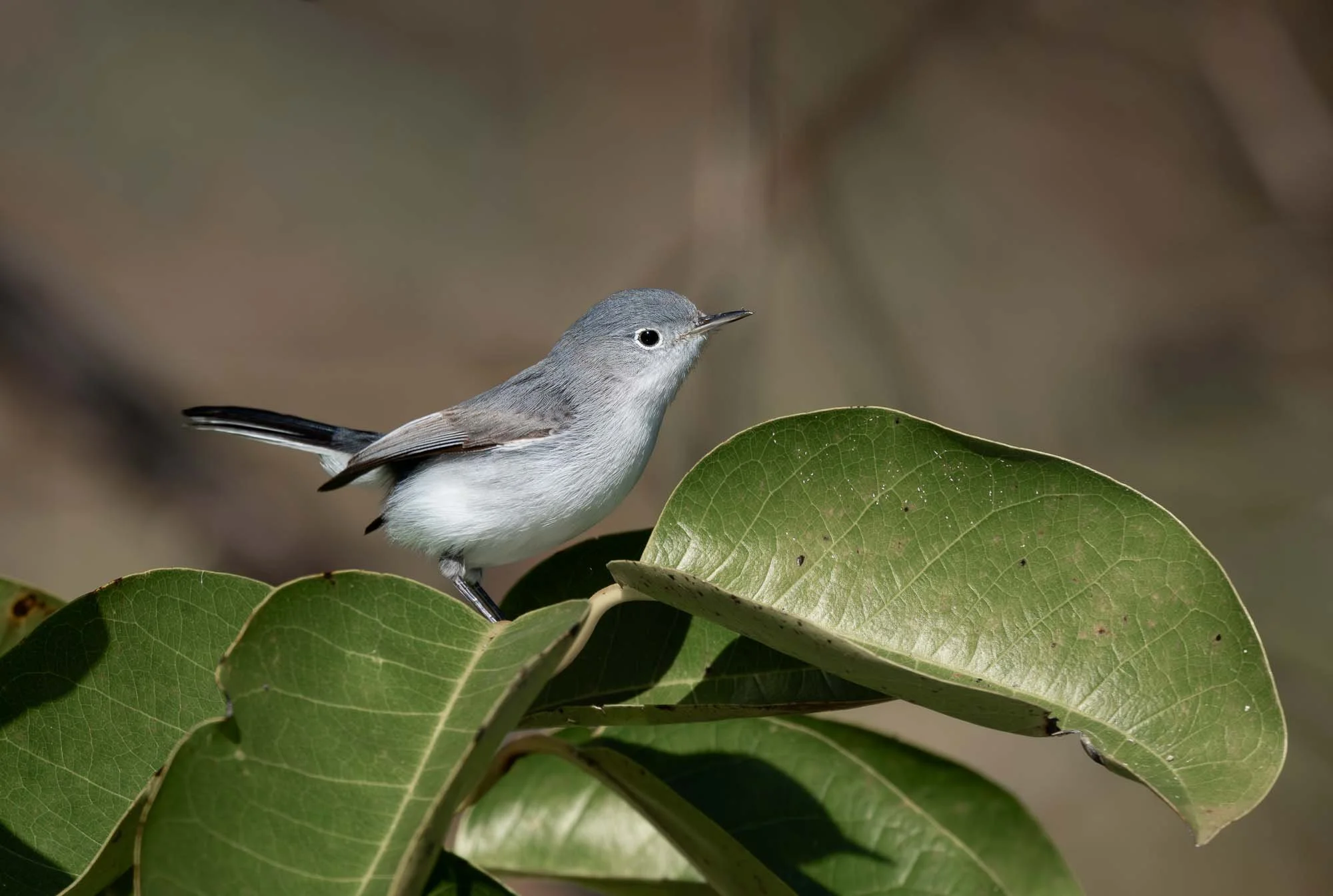 The usual suspects . . .