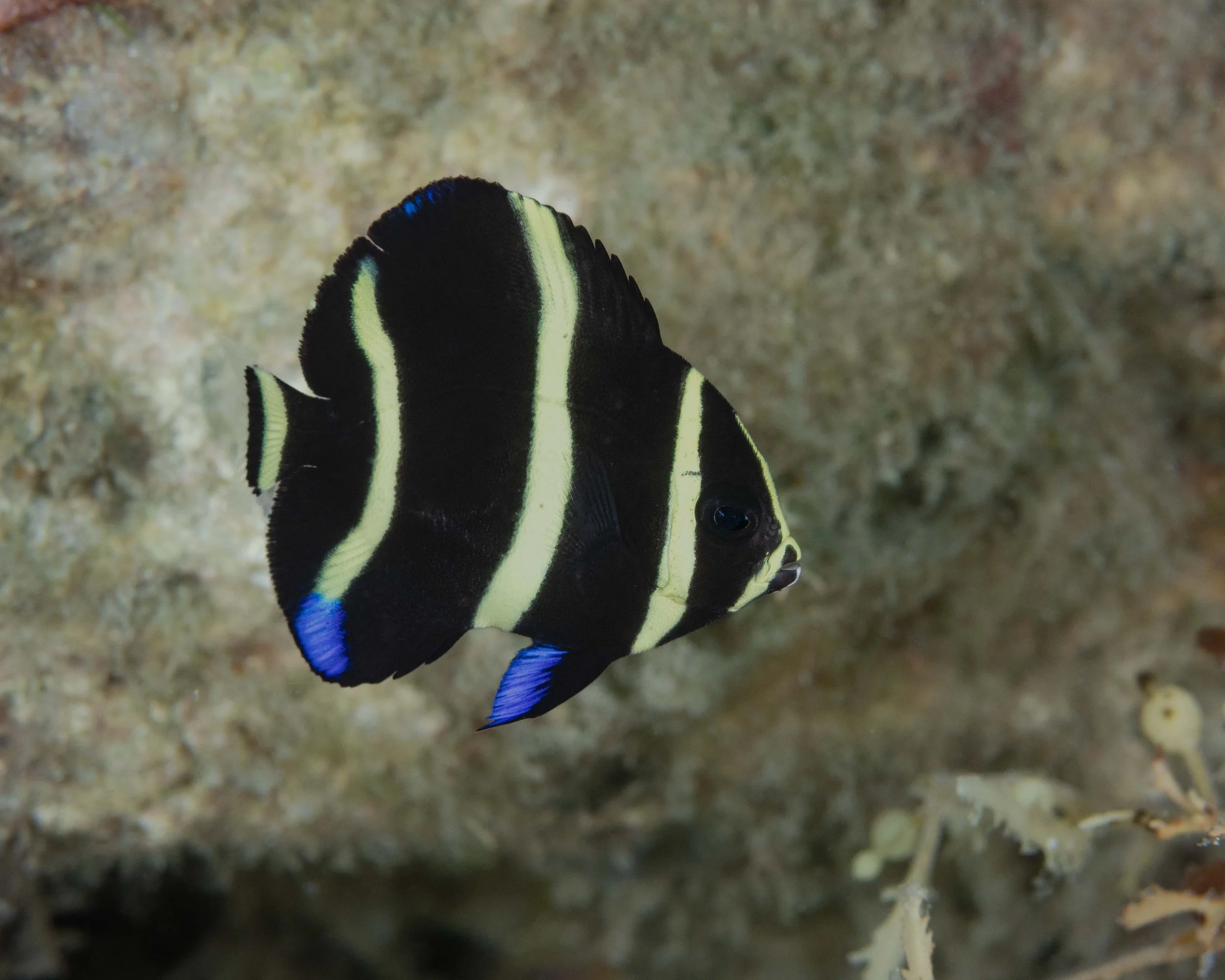 Gray Angelfish (Pomacanthus arcuatus), Blue Heron Bridge, Riviera Beach FL